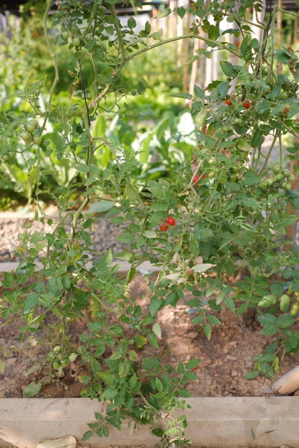 Garden in Garden House Rice Field and Mountain View