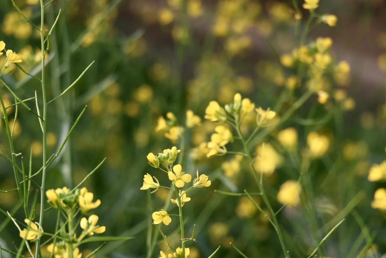 Children play ground in Garden House Rice Field and Mountain View