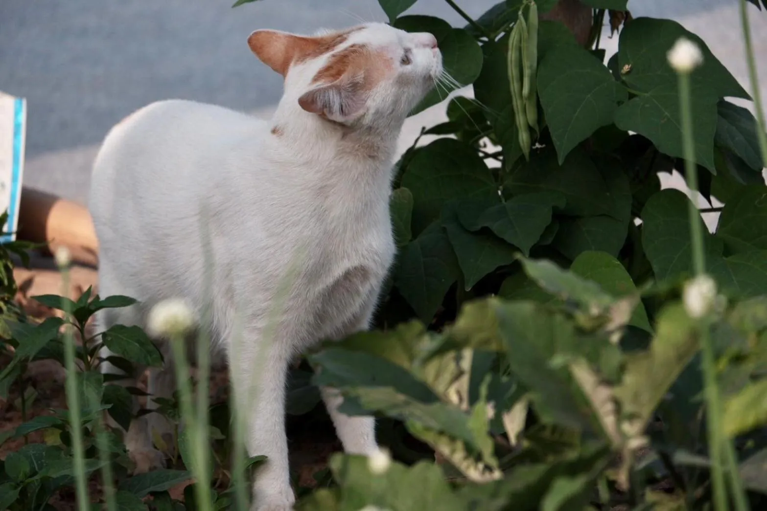 Garden in Garden House Rice Field and Mountain View