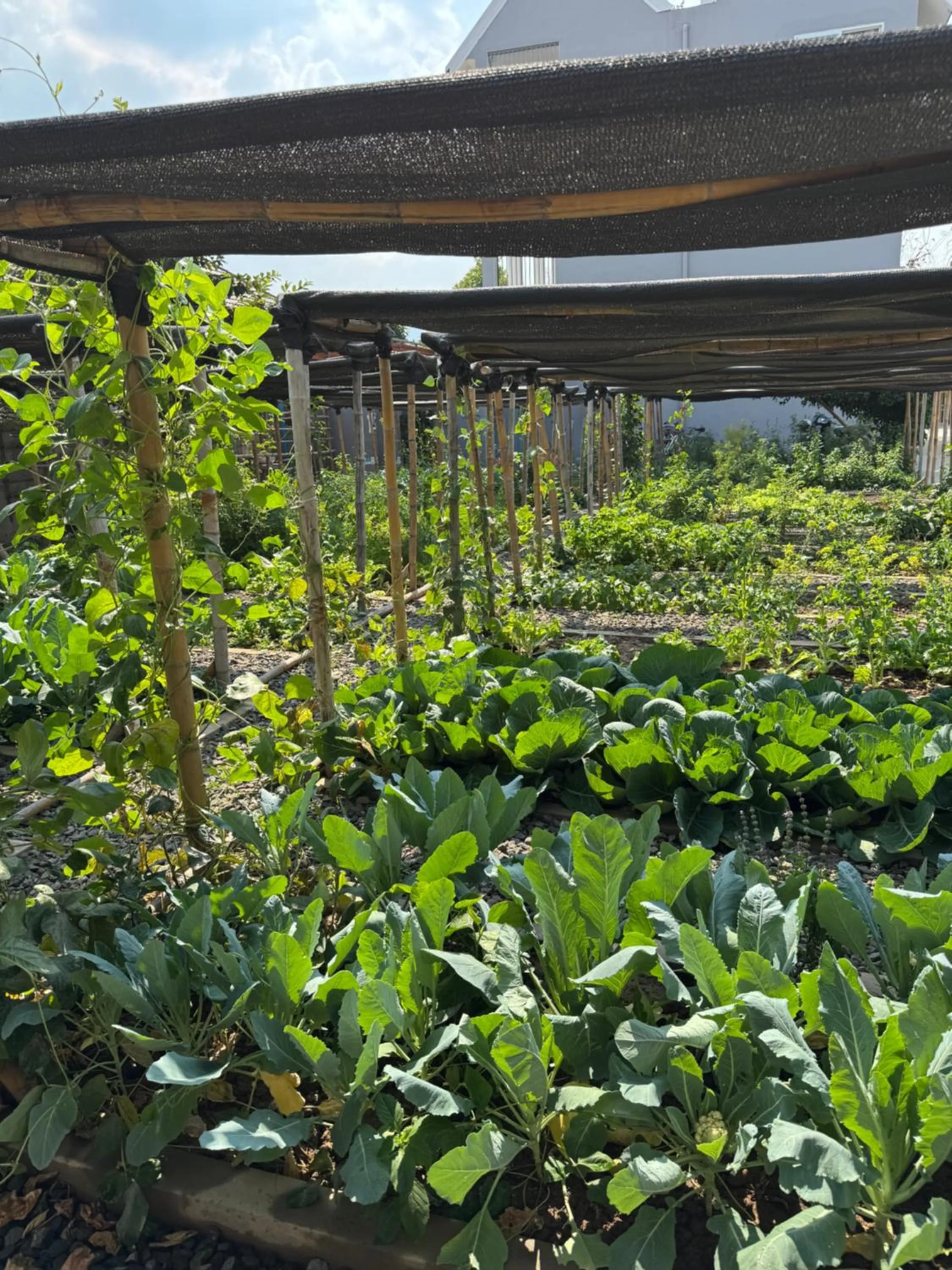 Garden in Garden House Rice Field and Mountain View
