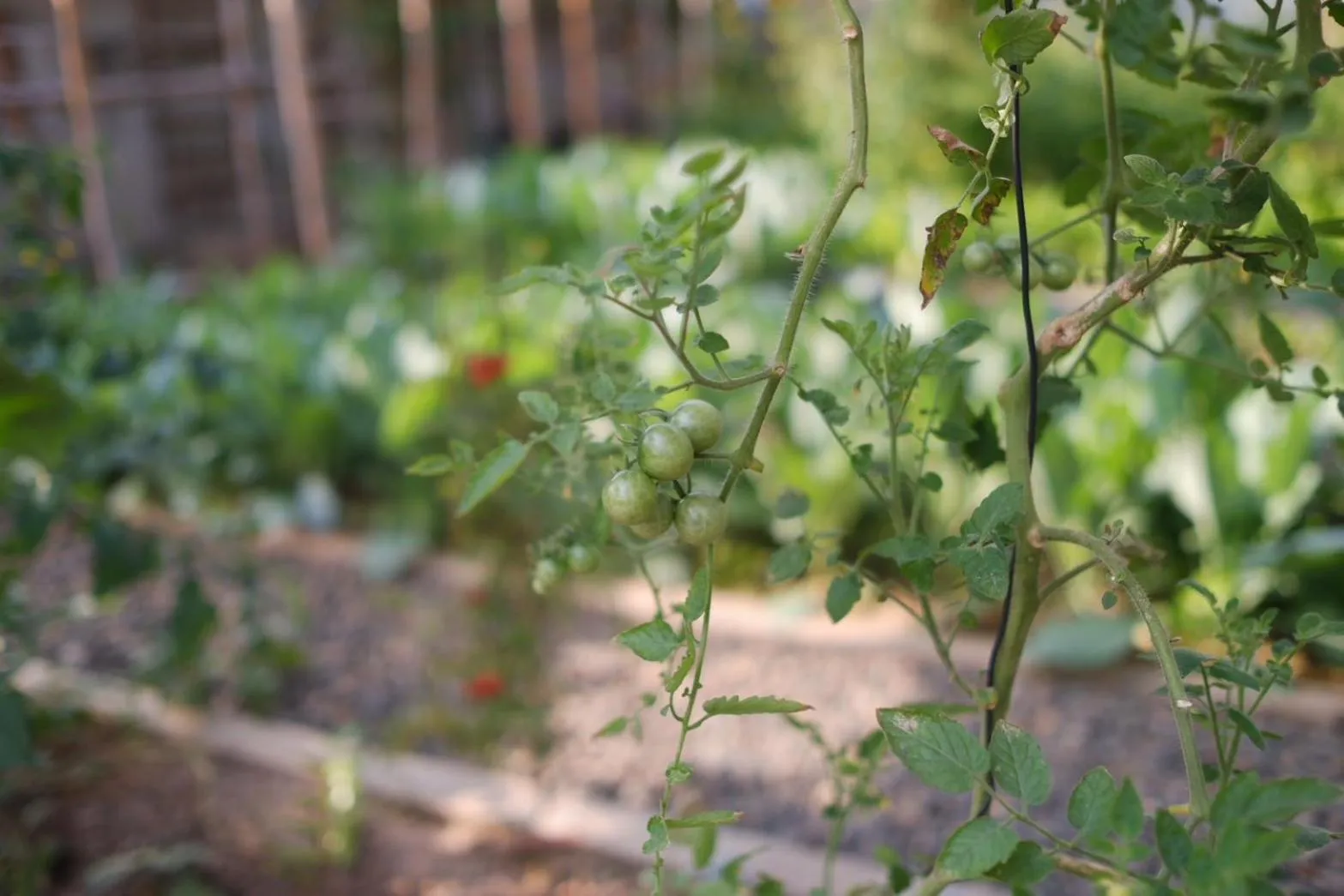 Breakfast in Garden House Rice Field and Mountain View