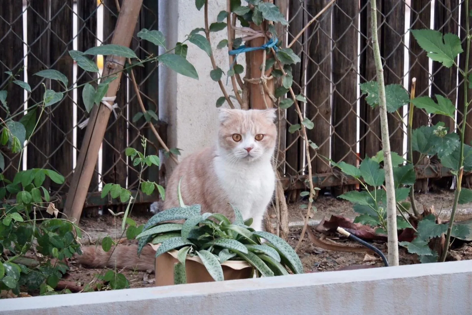 Garden in Garden House Rice Field and Mountain View