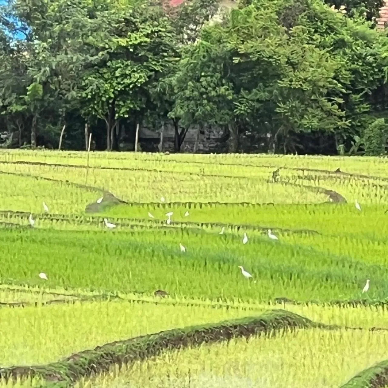 Day in Garden House Rice Field and Mountain View