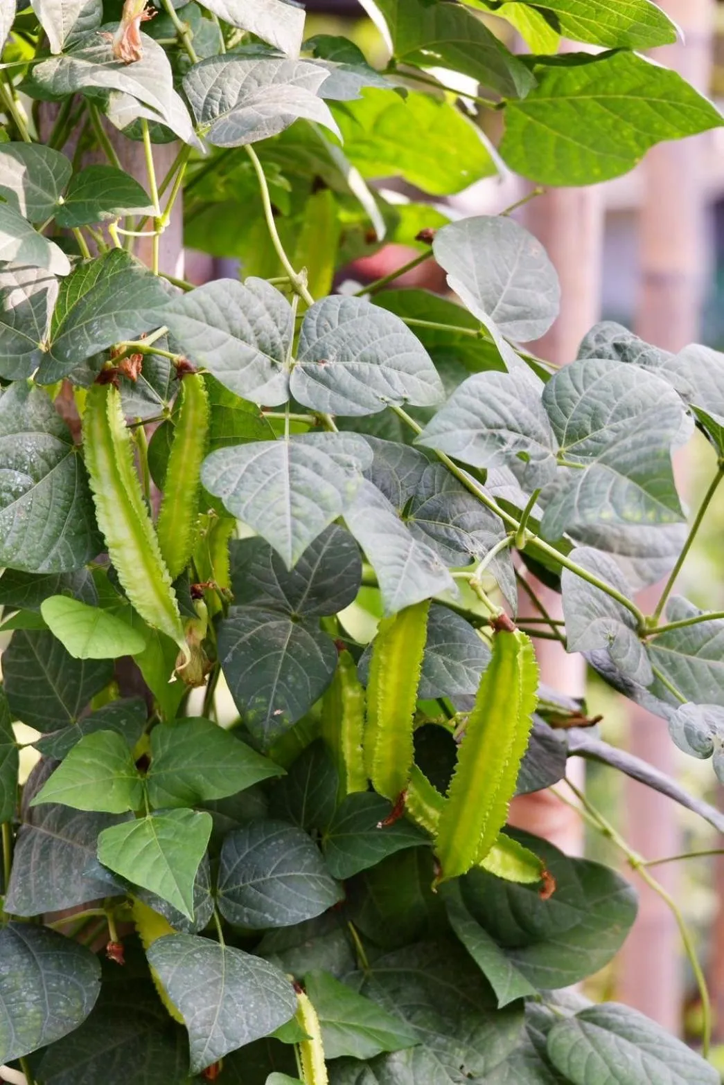 Garden view in Garden House Rice Field and Mountain View