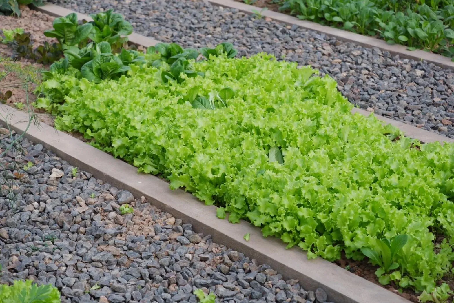 Garden in Garden House Rice Field and Mountain View