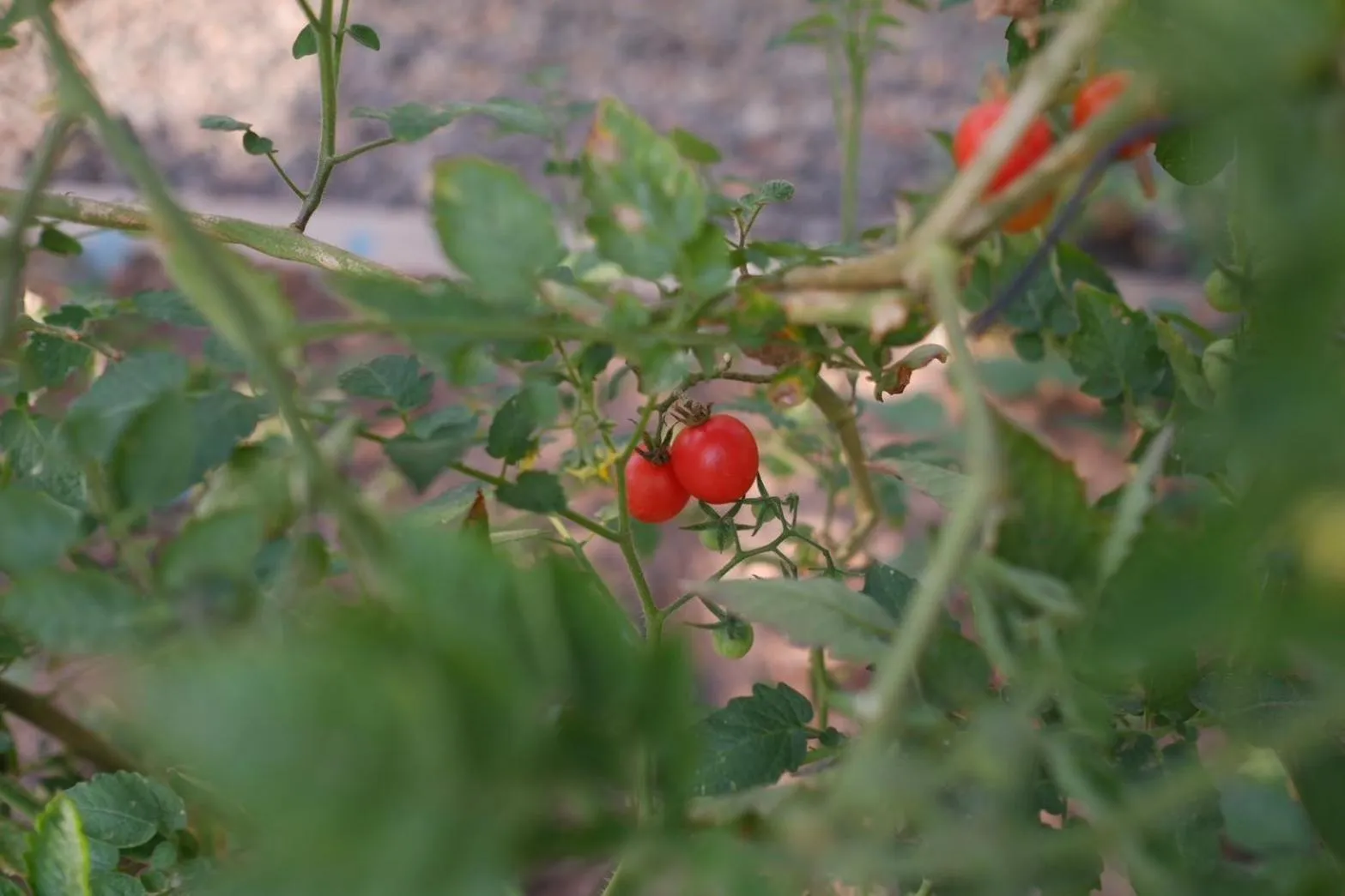 Garden in Garden House Rice Field and Mountain View