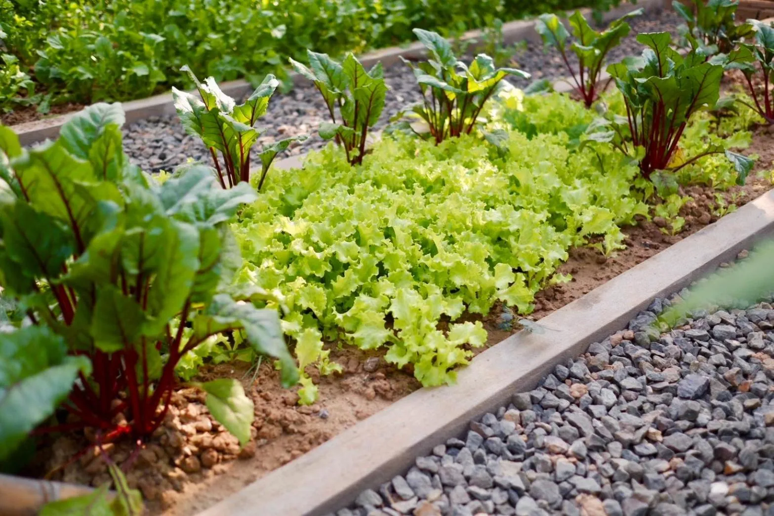 Garden in Garden House Rice Field and Mountain View