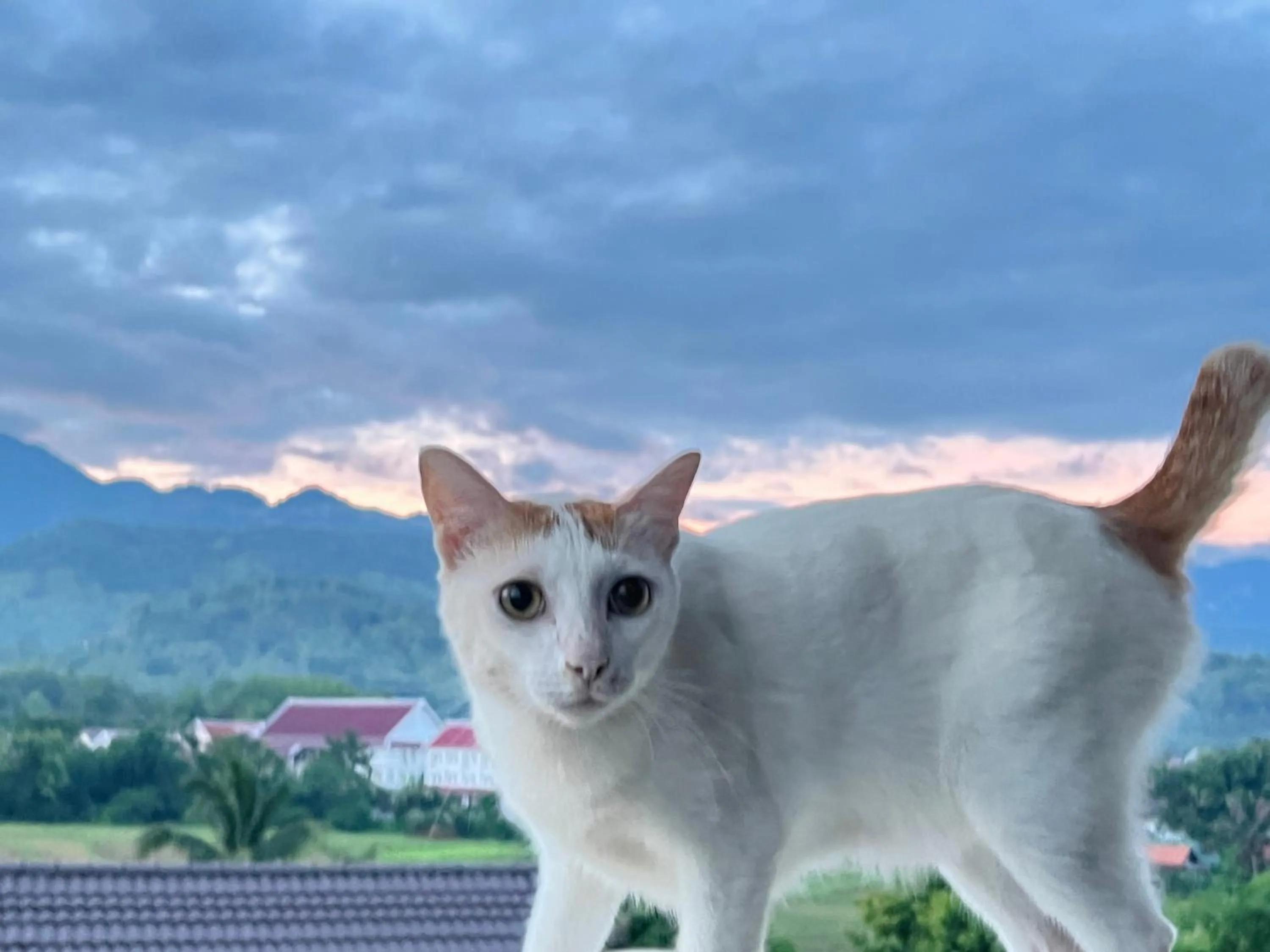 Pets in Garden House Rice Field and Mountain View