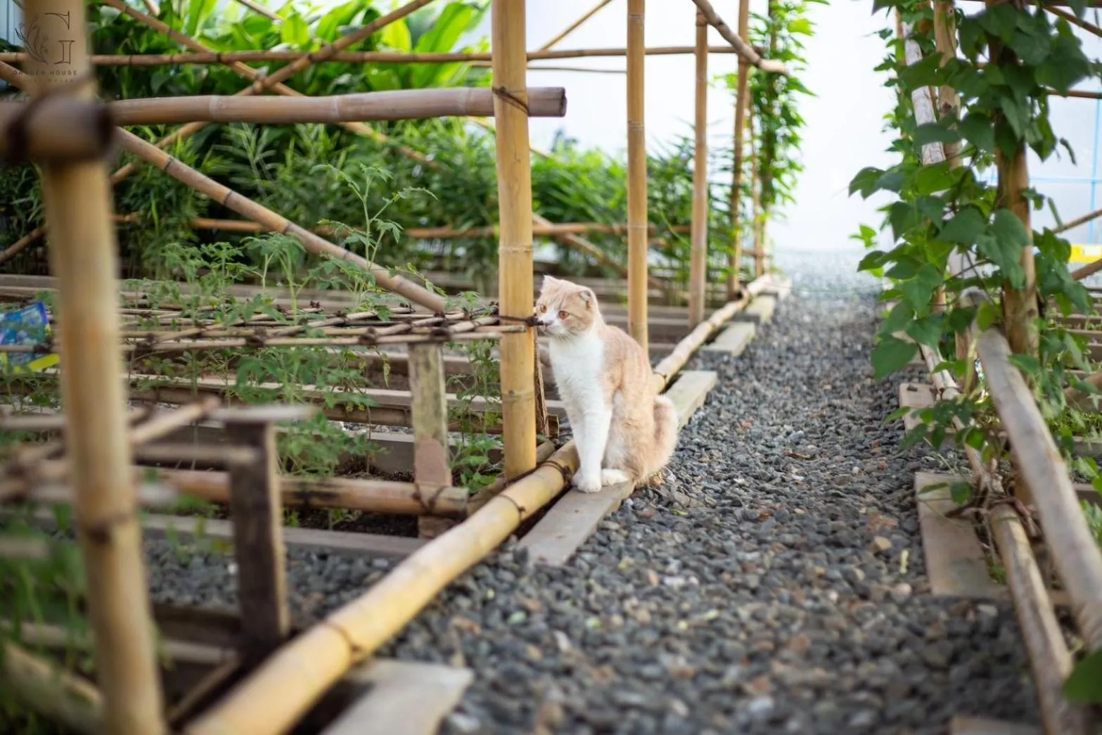 Property building in Garden House Rice Field and Mountain View