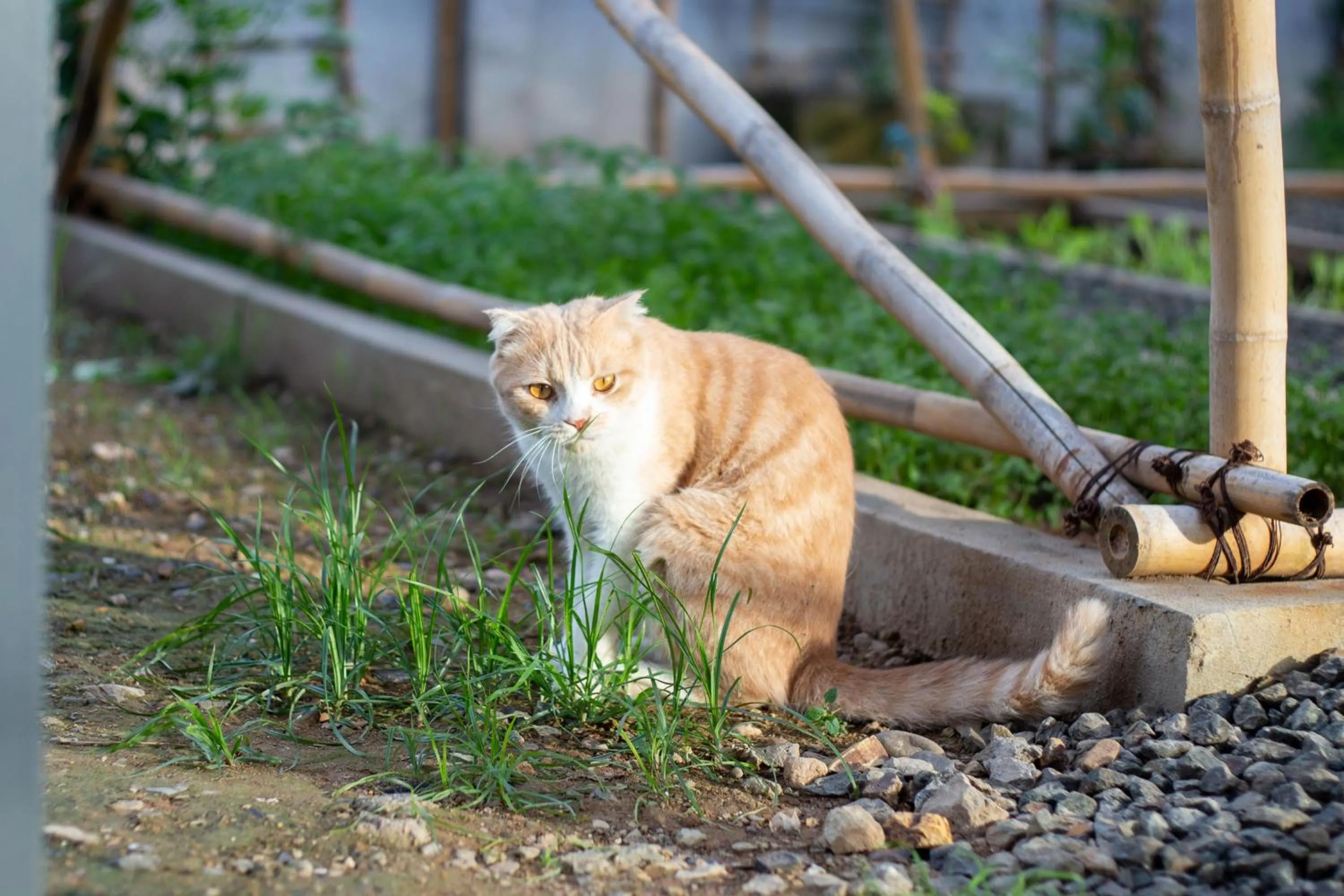 Spring in Garden House Rice Field and Mountain View