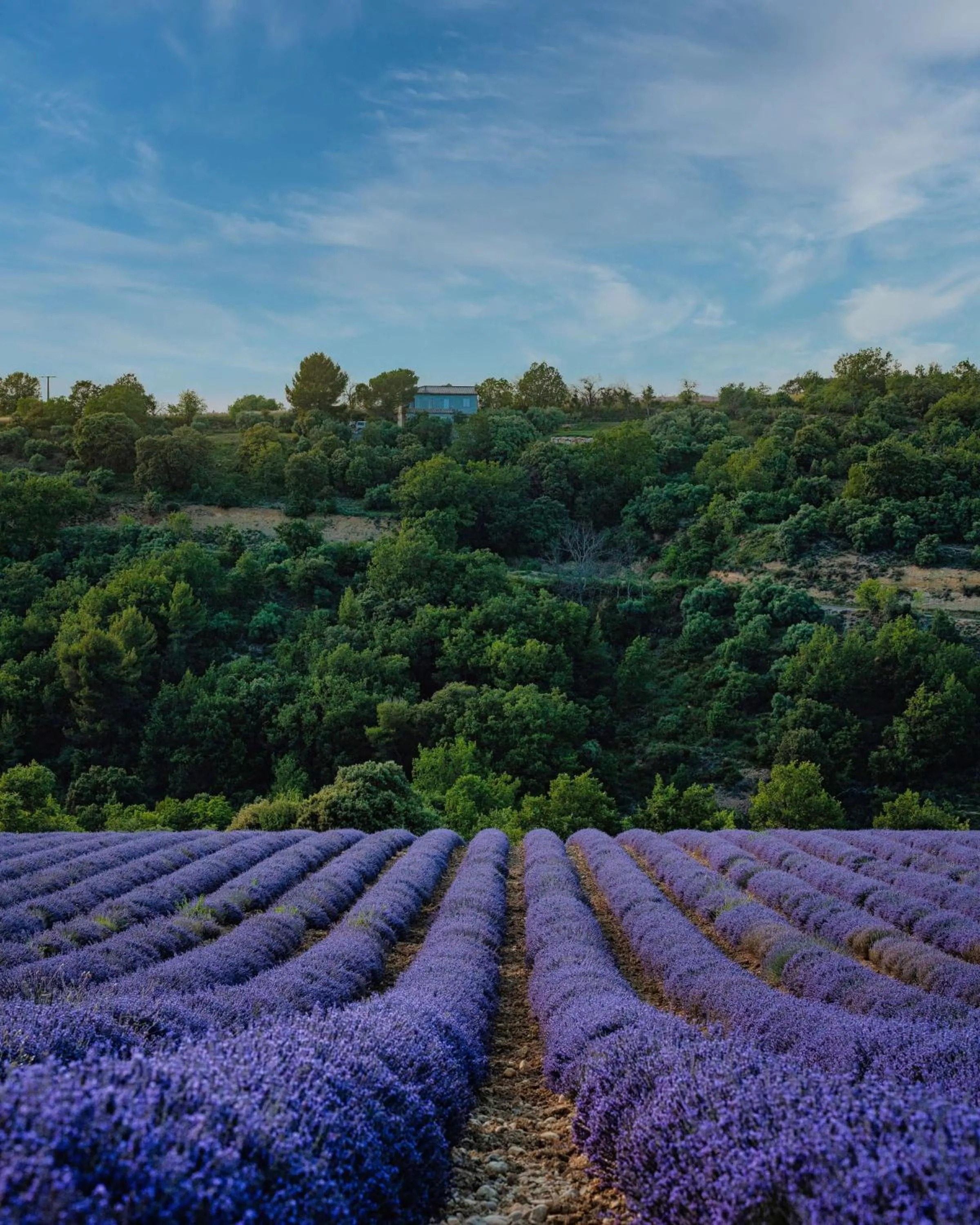 Natural landscape in Domaine Ribiera, Hotel 5 Etoiles, SPA & Golf - Forcalquier