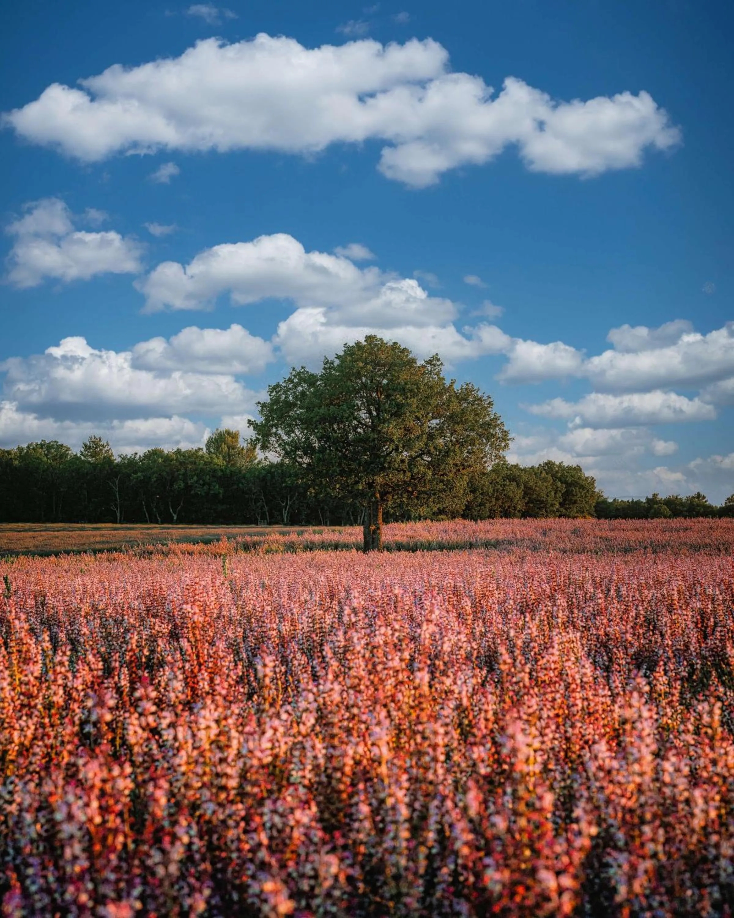 Natural landscape in Domaine Ribiera, Hotel 5 Etoiles, SPA & Golf - Forcalquier