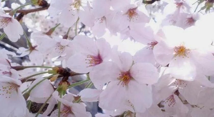 Hotel Sunroute Kyoto