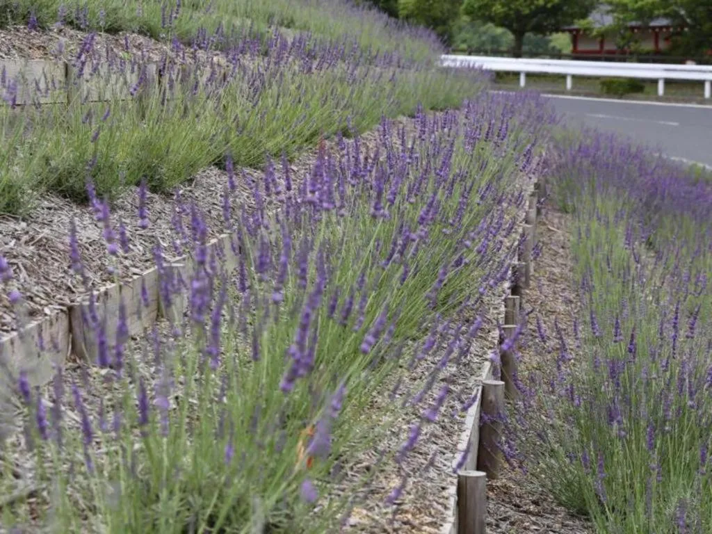 Centrale Hotel Kyotango