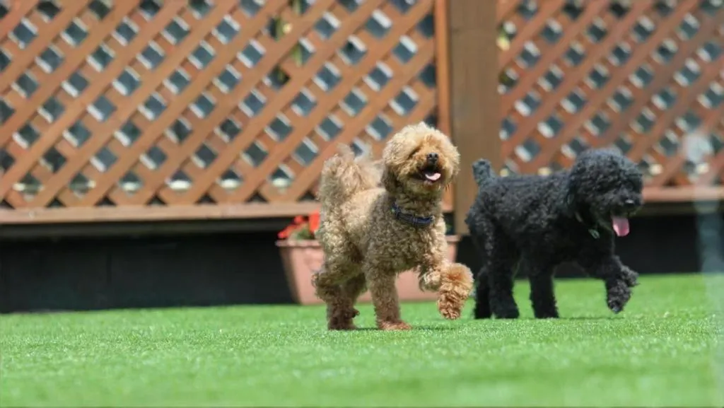 Izukogen Wanwan Paradise Condominium