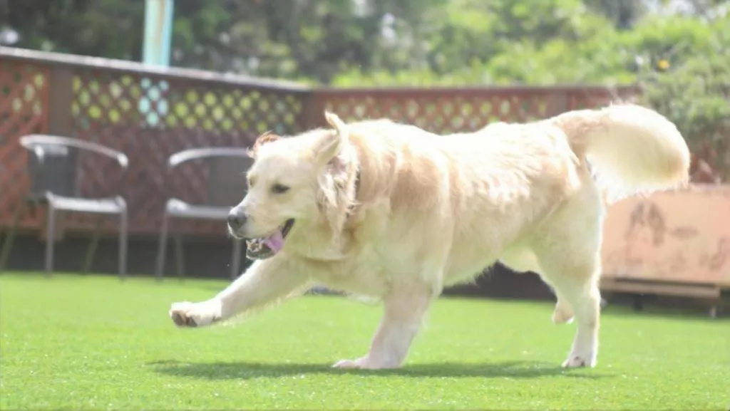 Izukogen Wanwan Paradise Condominium