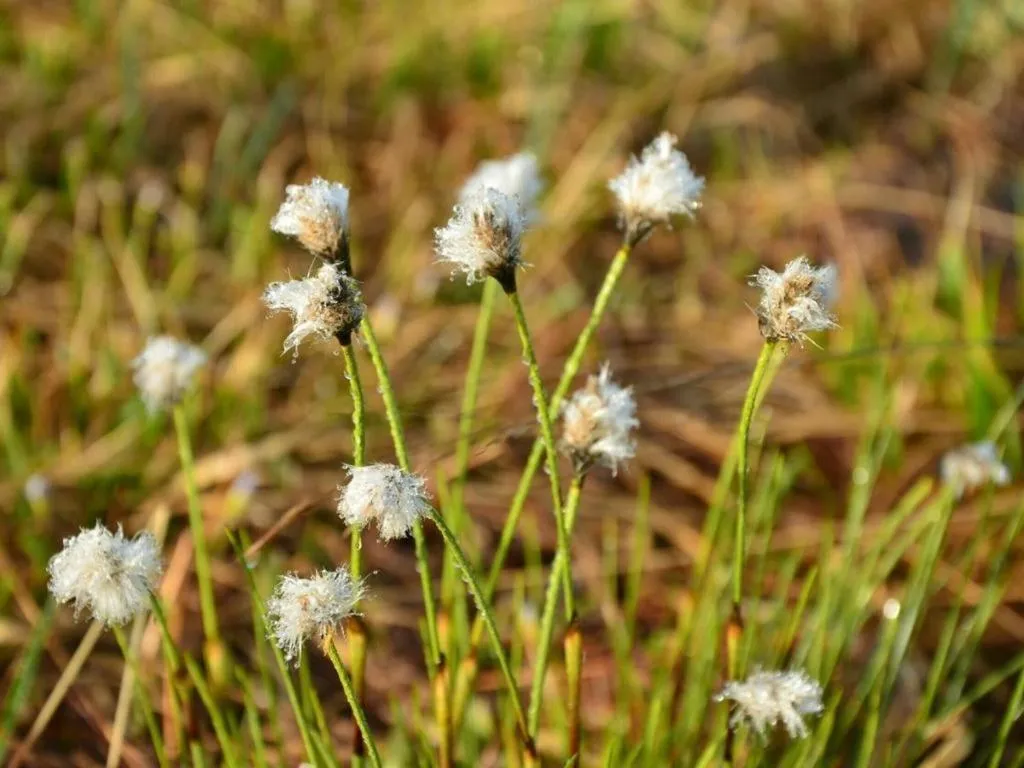 Oze Iwakura Resort Hotel