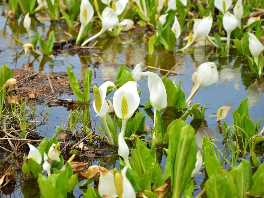 Oze Iwakura Resort Hotel