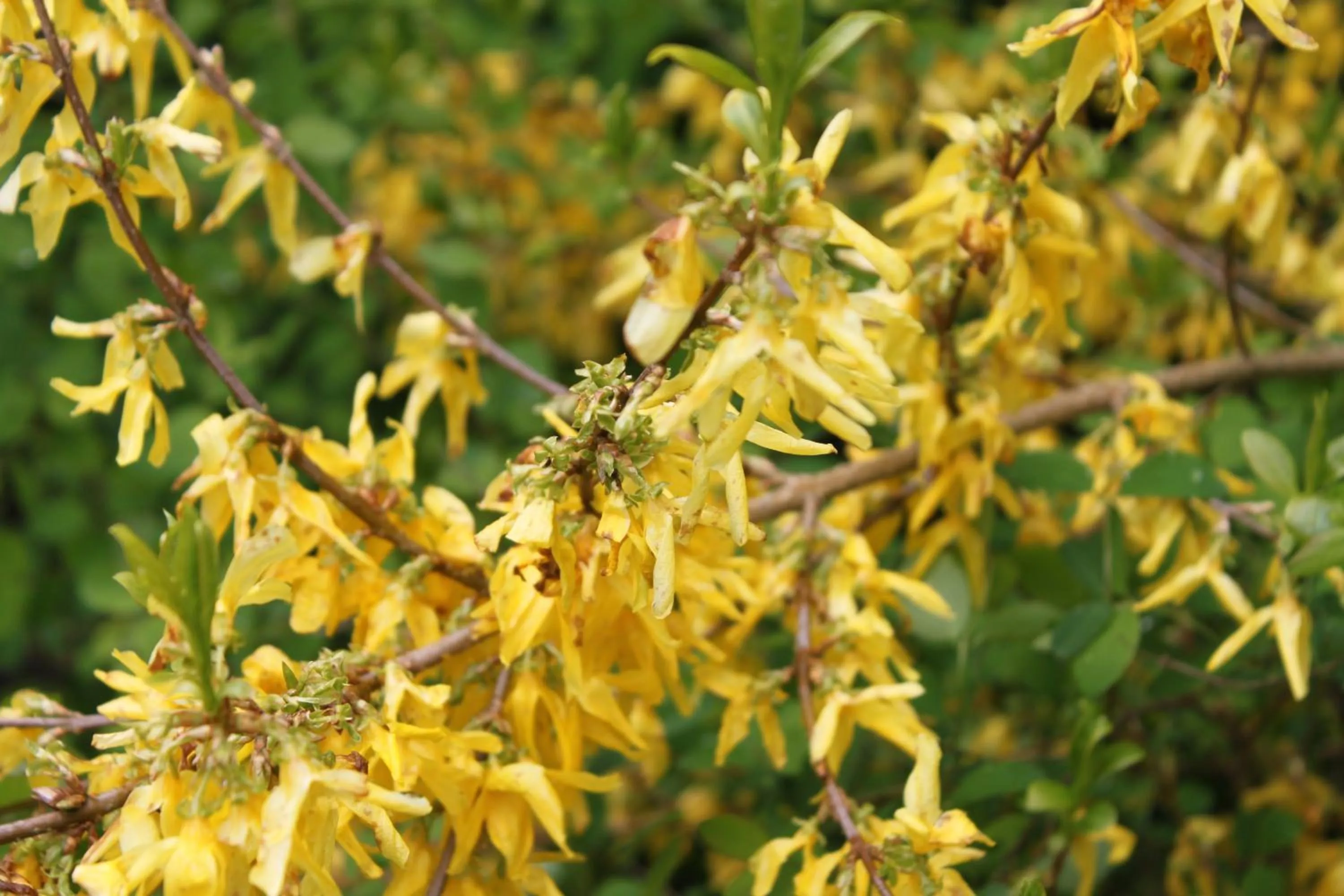 Property building in Borup Bed & Breakfast