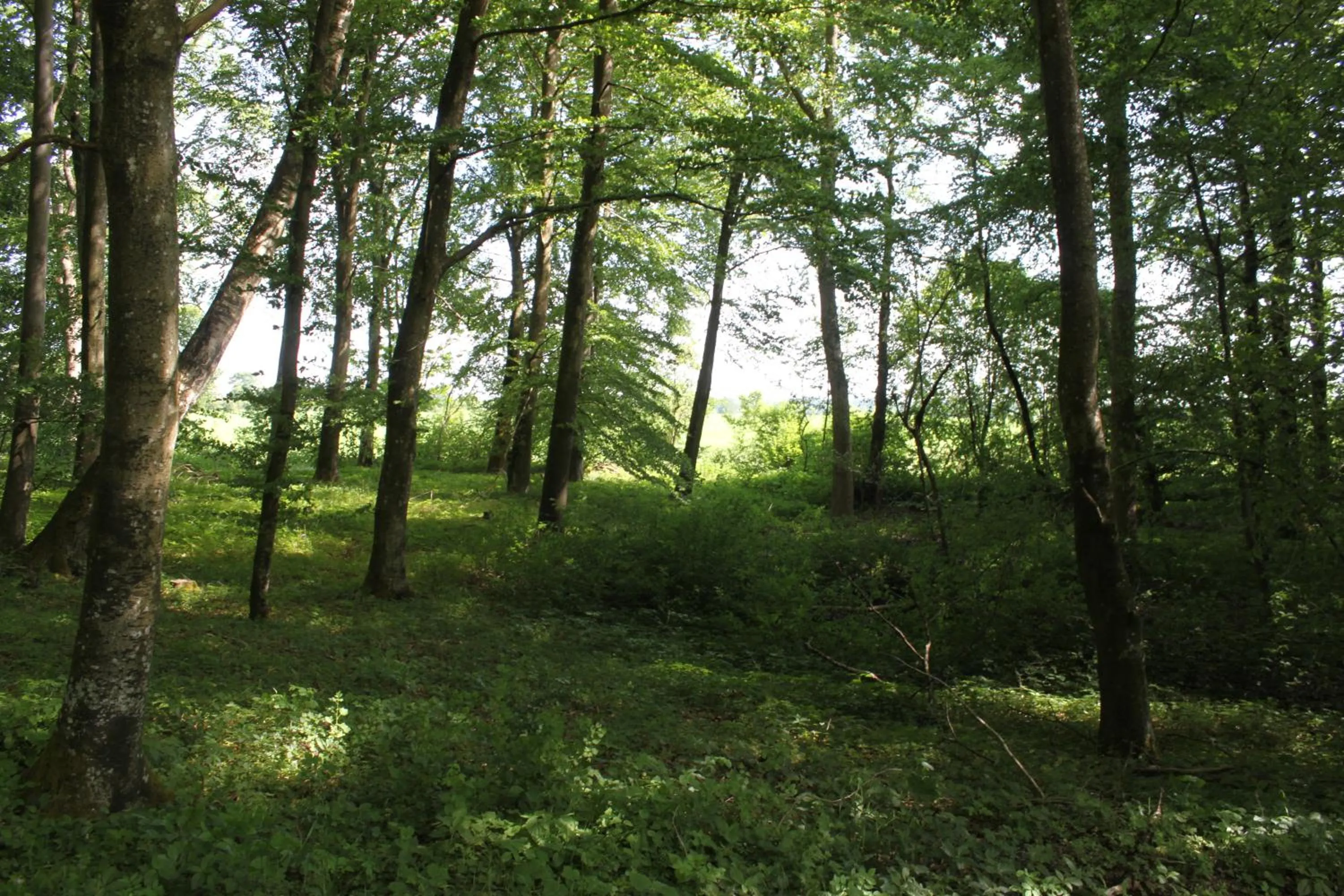 Natural landscape in Borup Bed & Breakfast