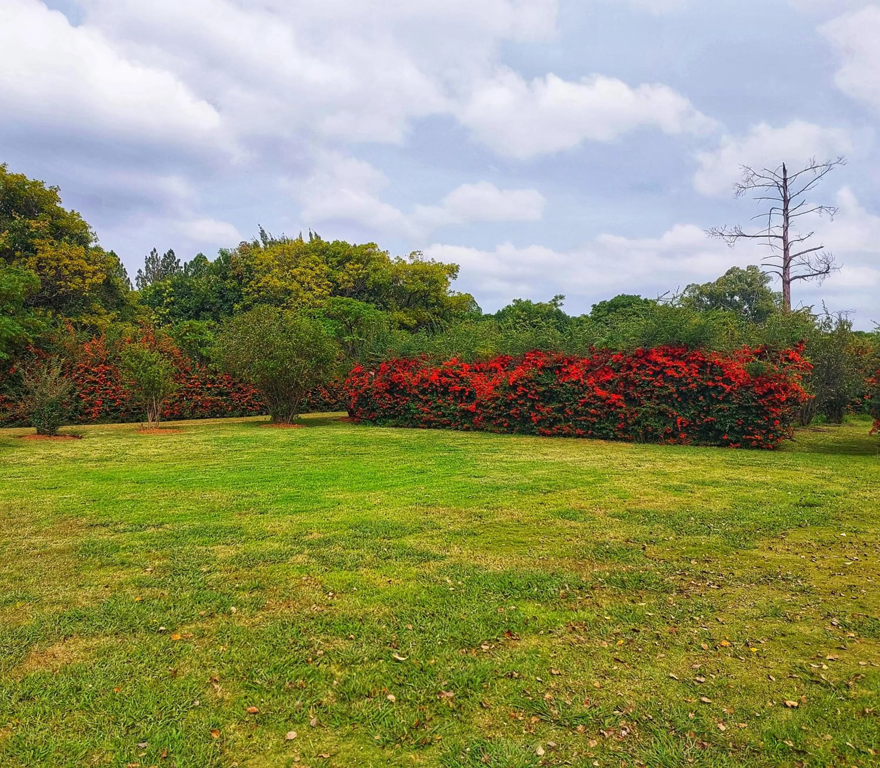Garden in Clivia Lodge