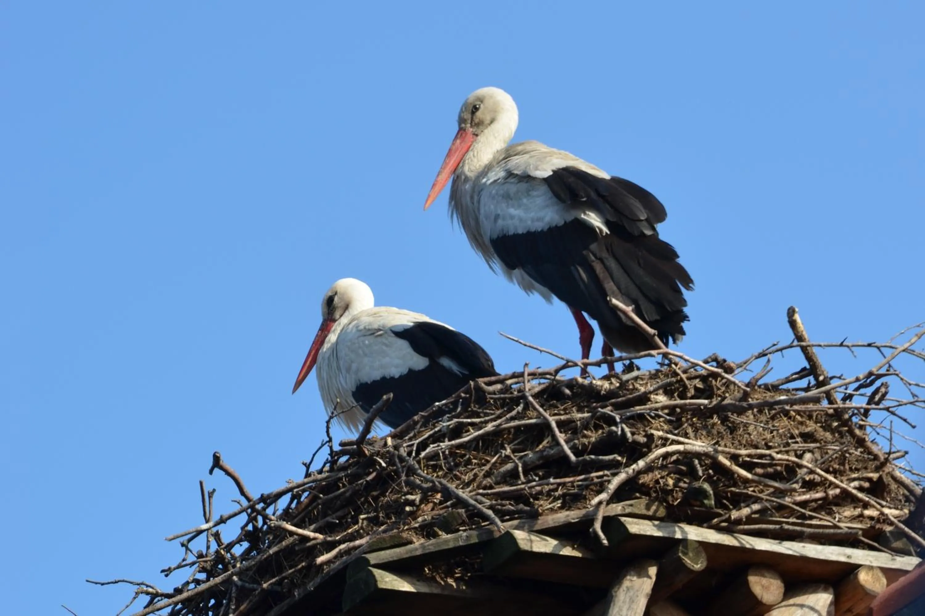 Animals in Stara Szkoła w Harszu