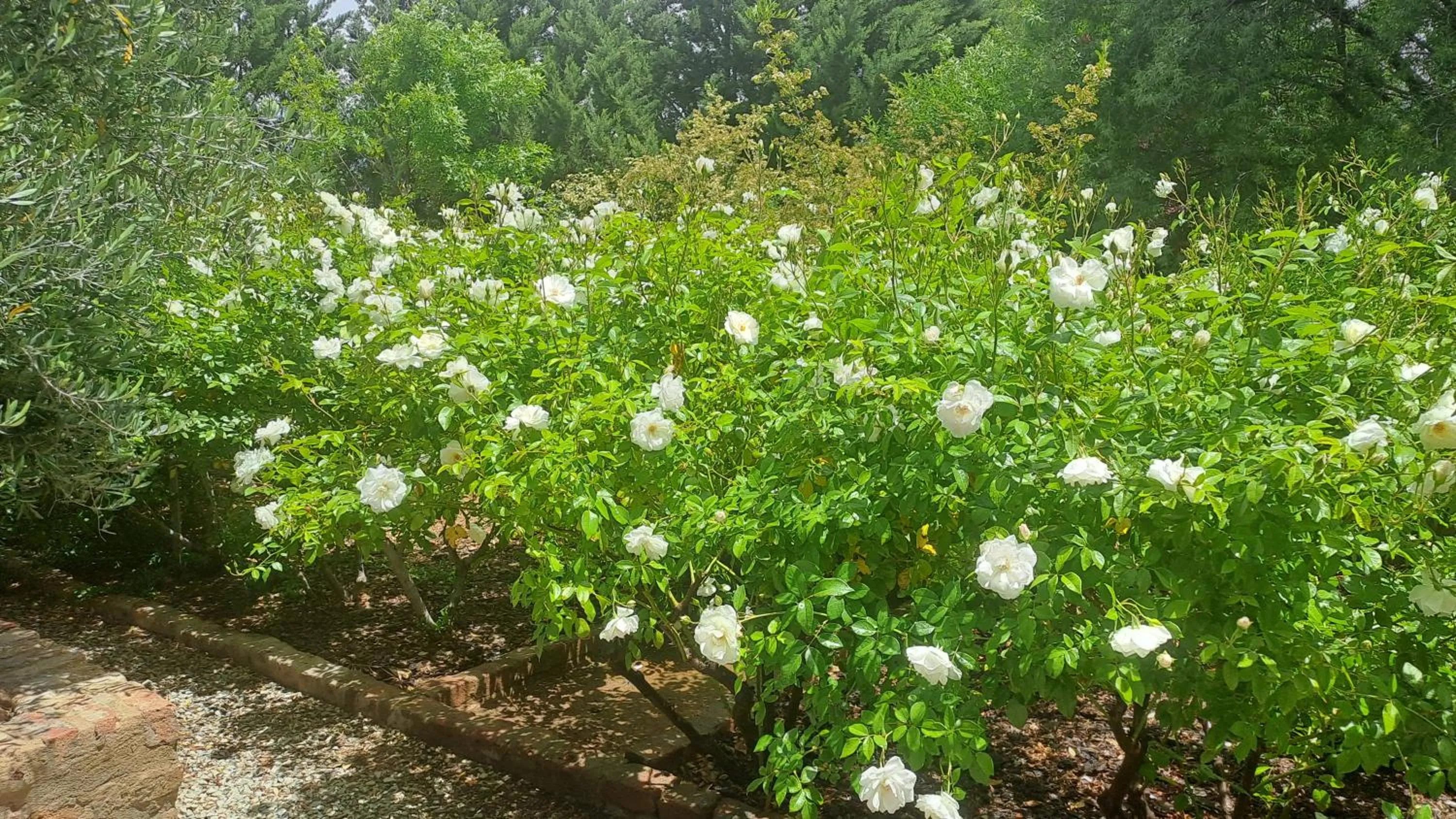 Garden in African Dawn B&B