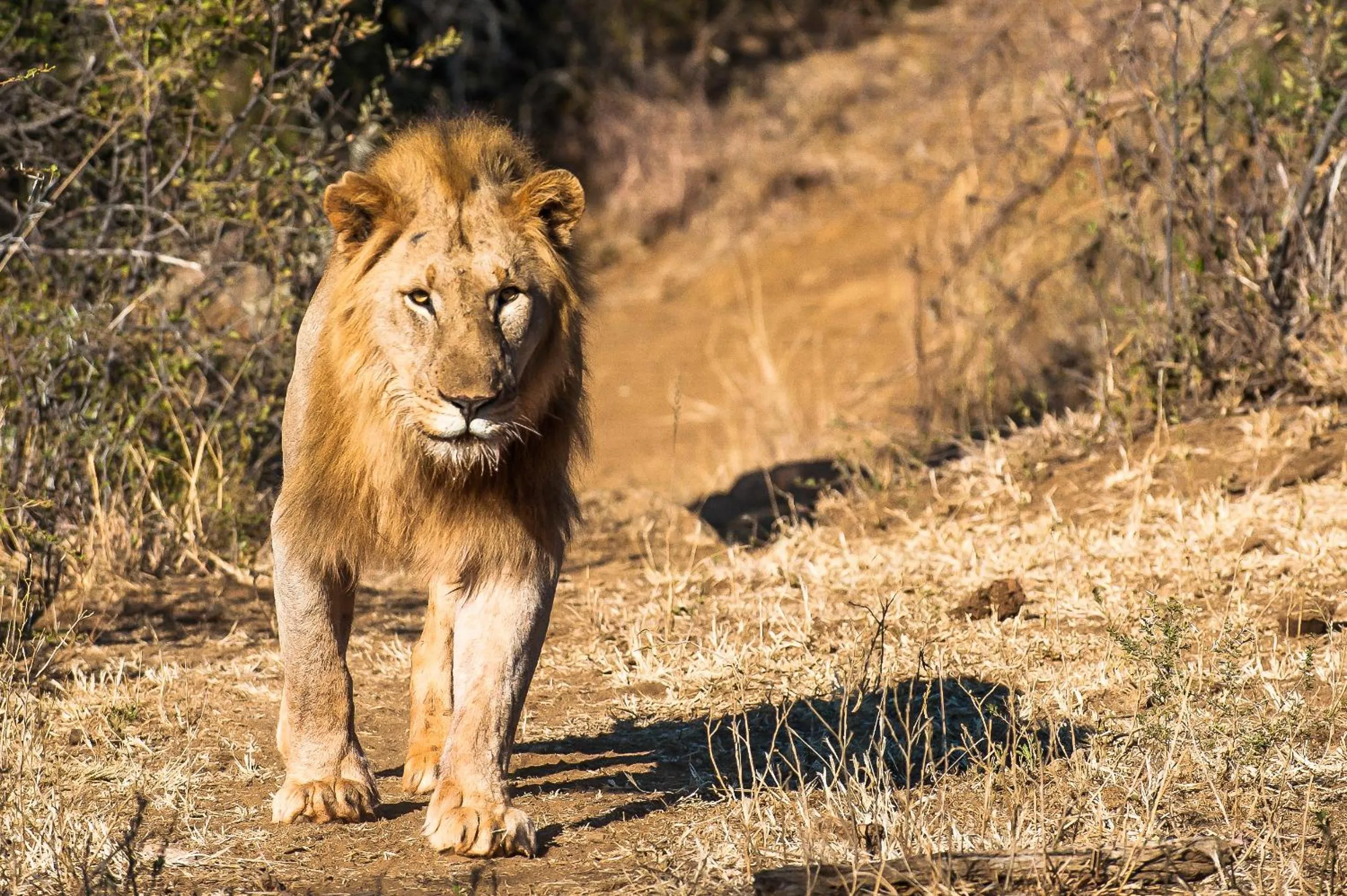 Animals in Maninghi Lodge