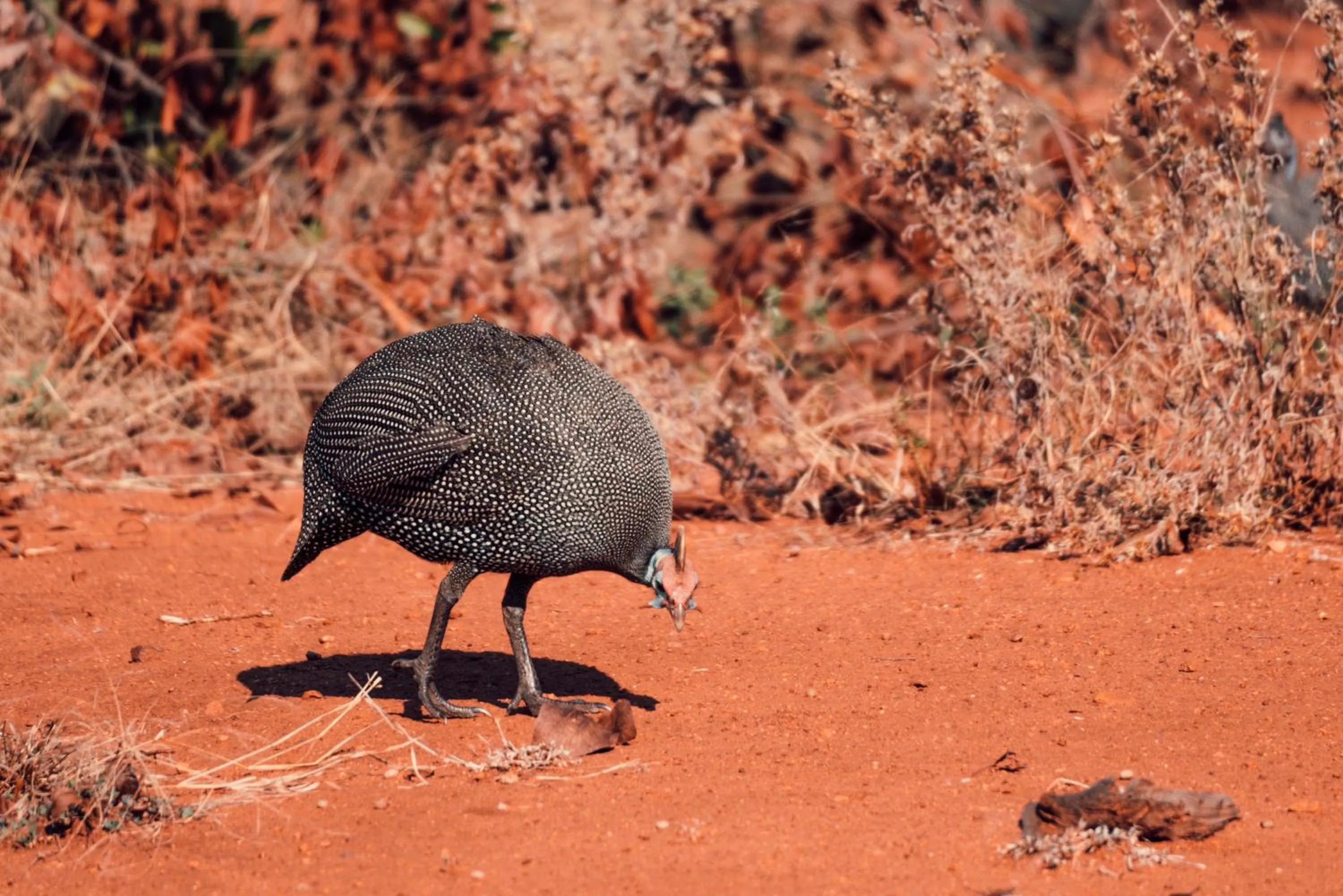 View (from property/room) in Maninghi Lodge