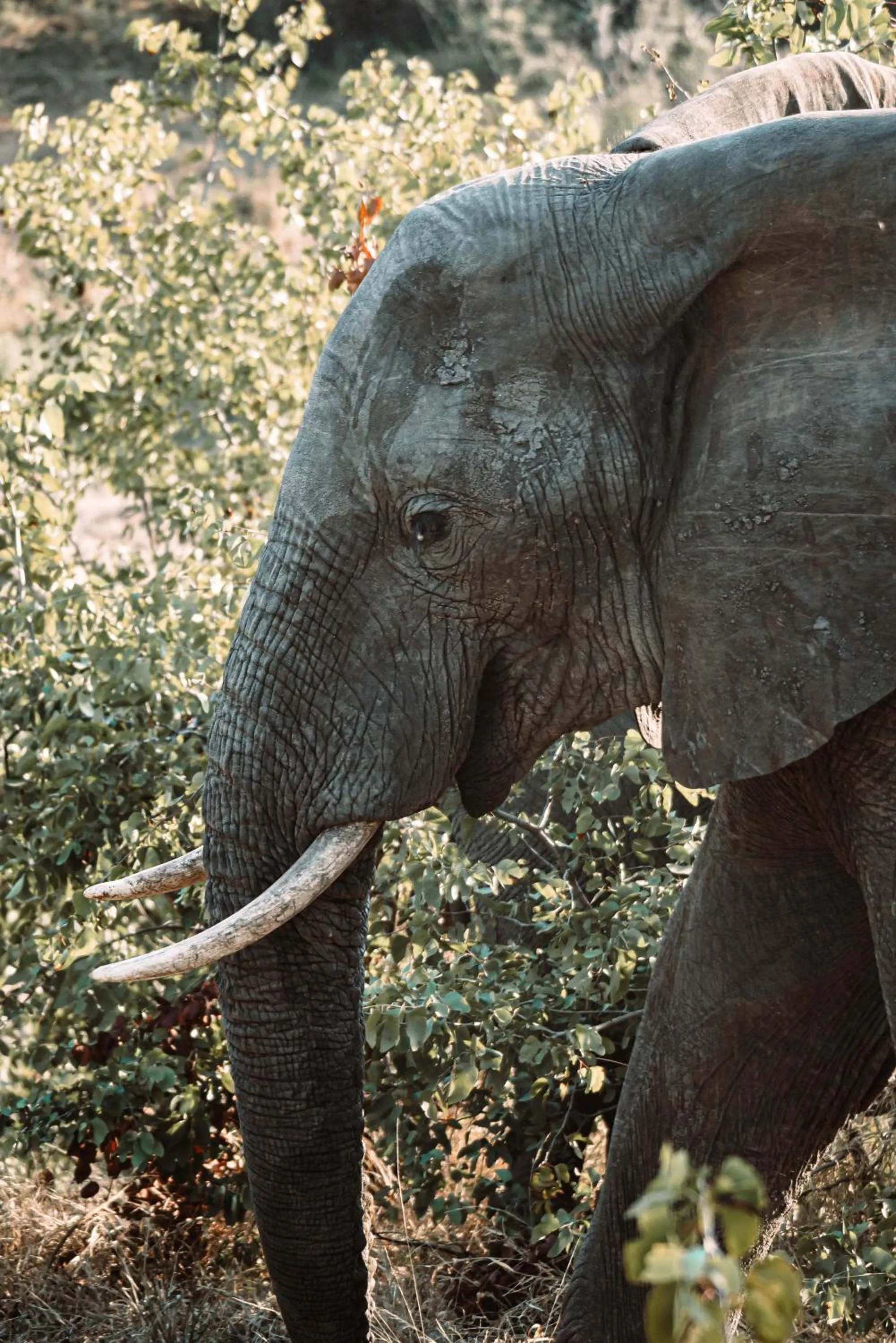View (from property/room) in Maninghi Lodge