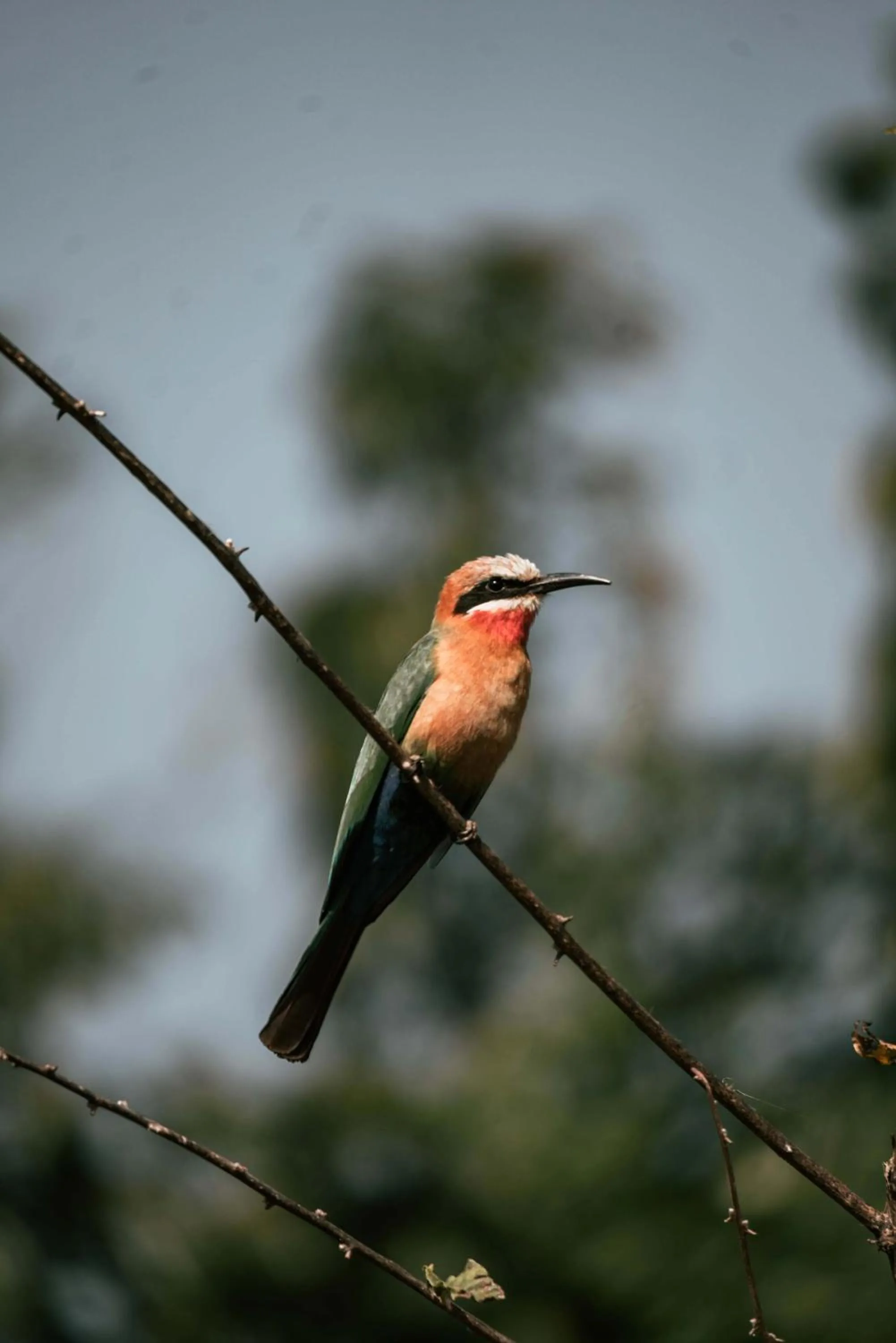 View (from property/room) in Maninghi Lodge