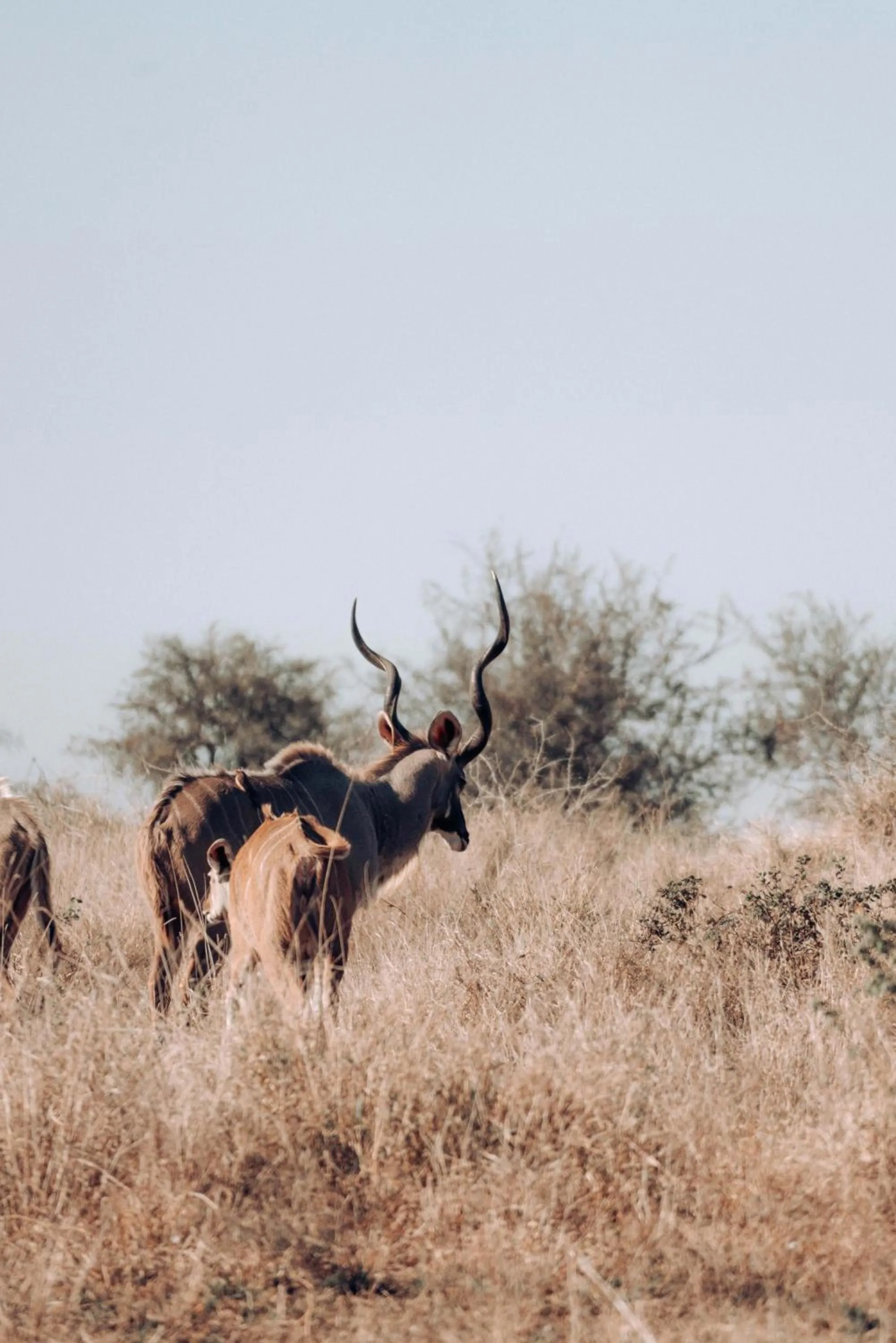 View (from property/room) in Maninghi Lodge
