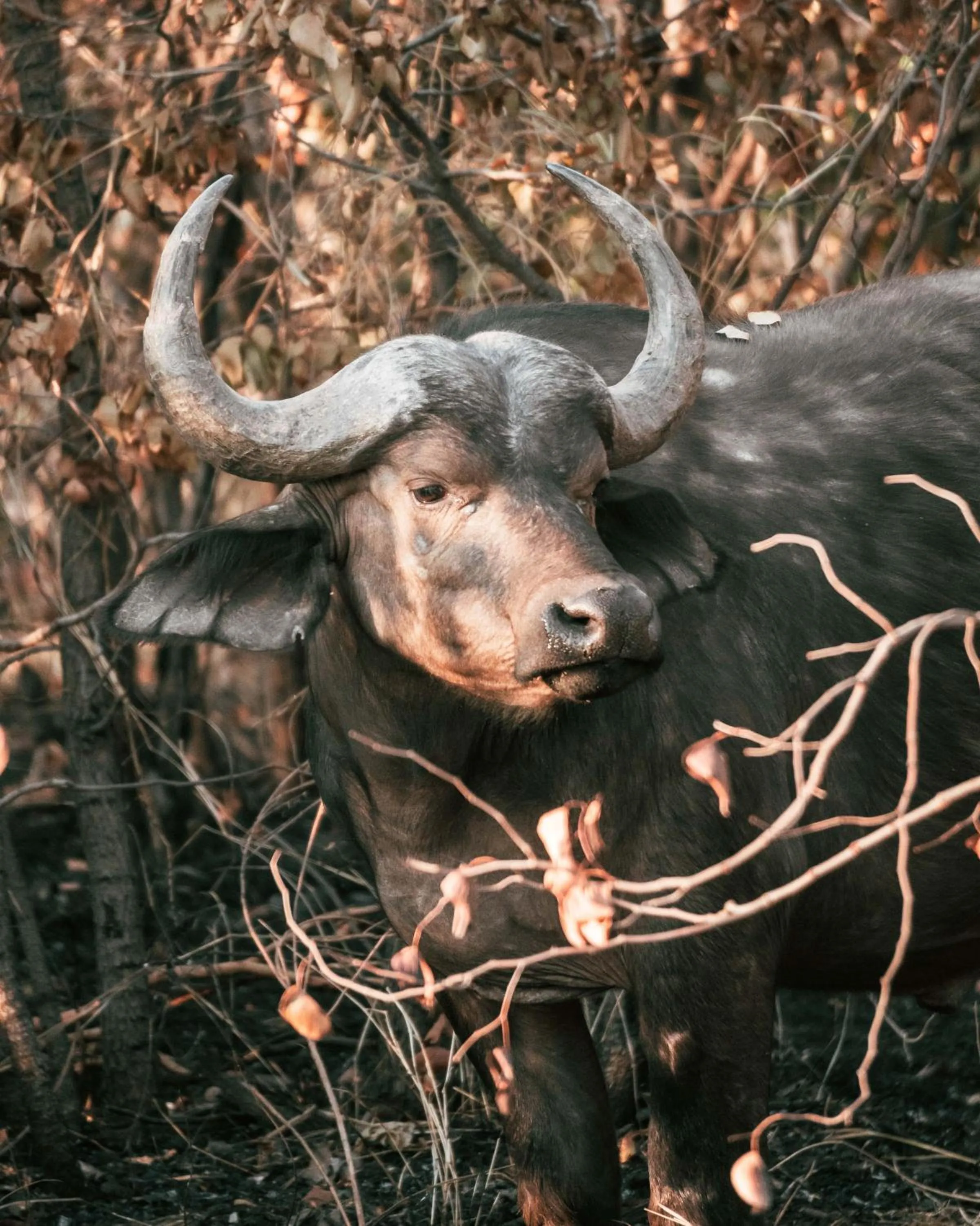 View (from property/room) in Maninghi Lodge