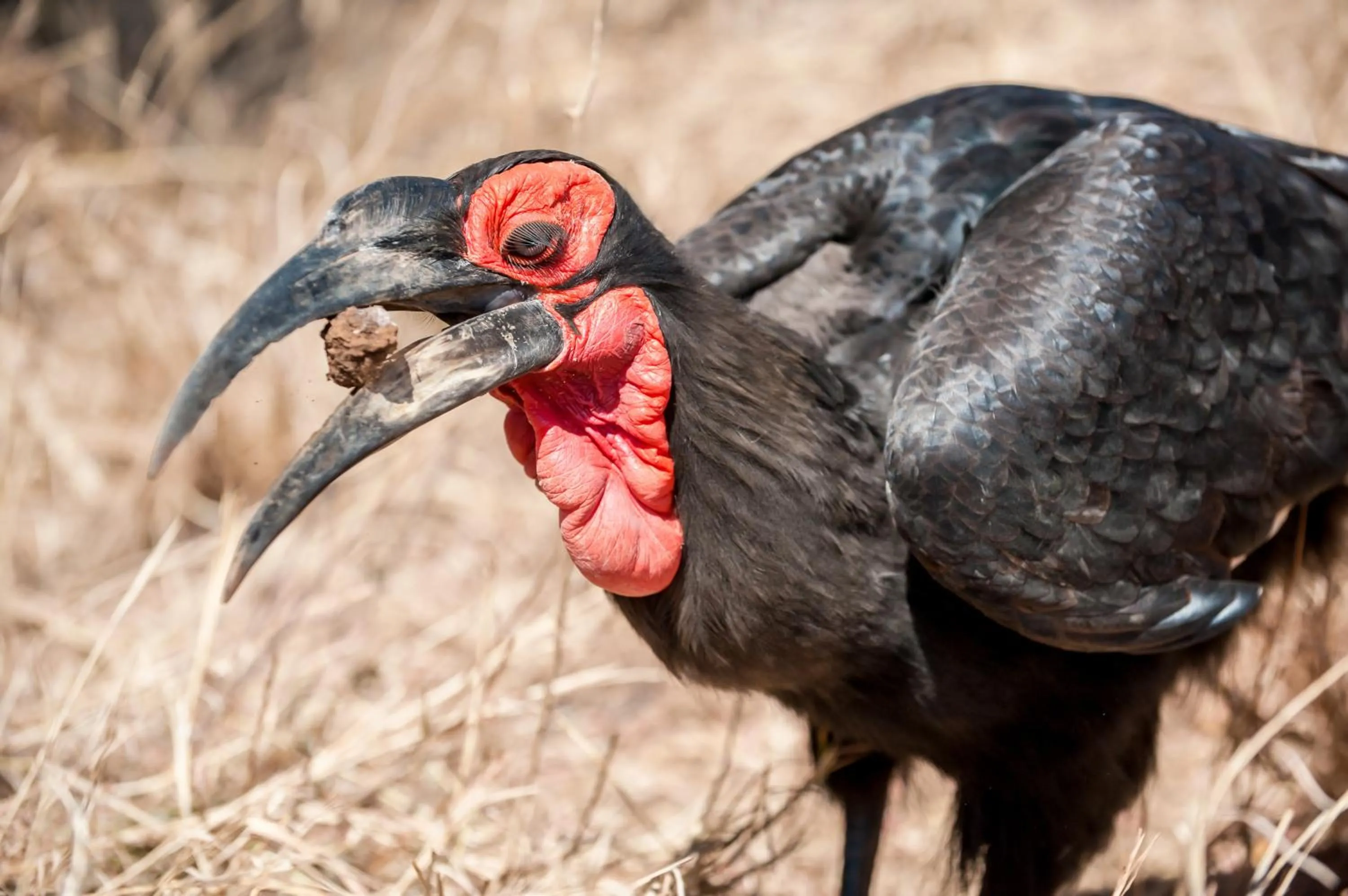 Animals in Maninghi Lodge