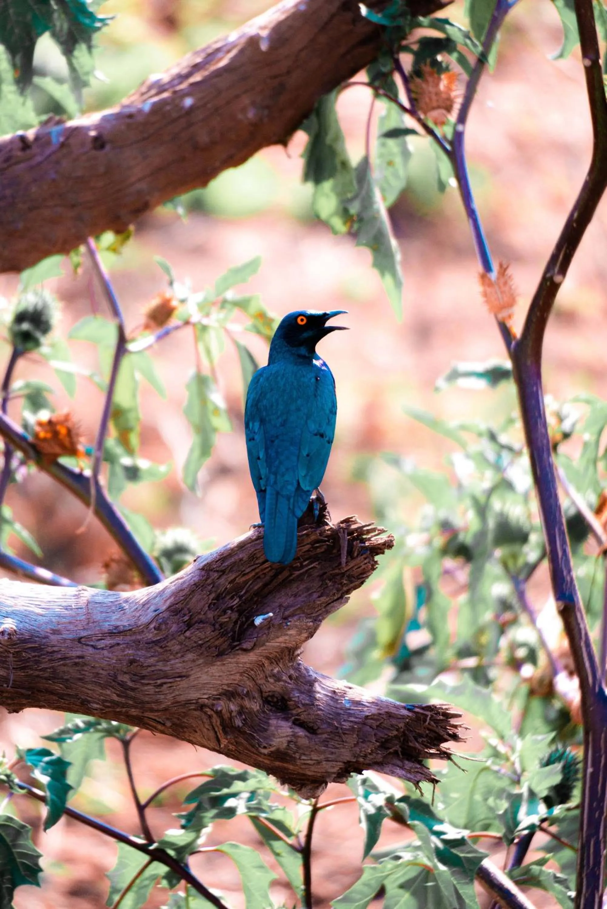 View (from property/room) in Maninghi Lodge
