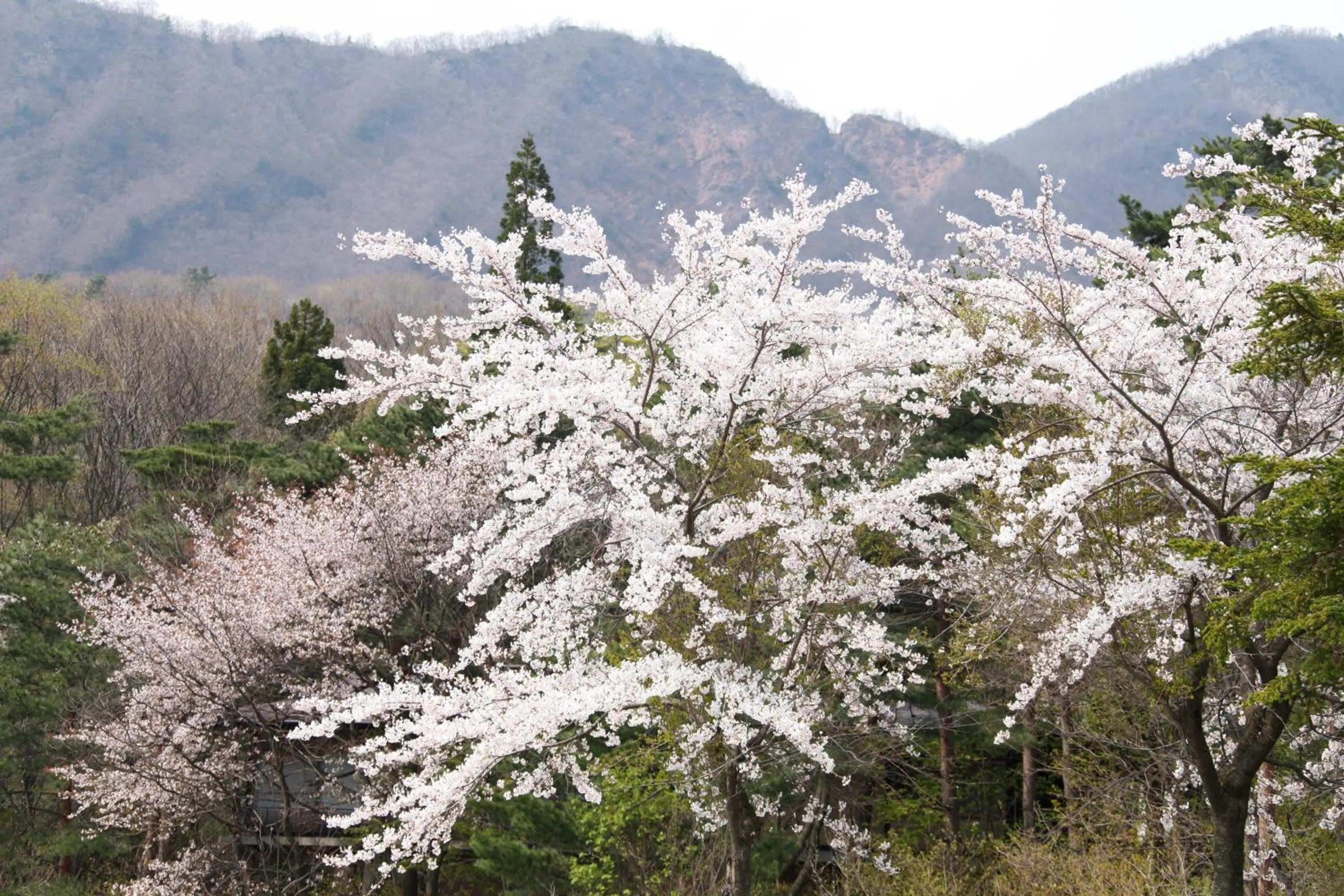 Spring in Matsukaneya Annex