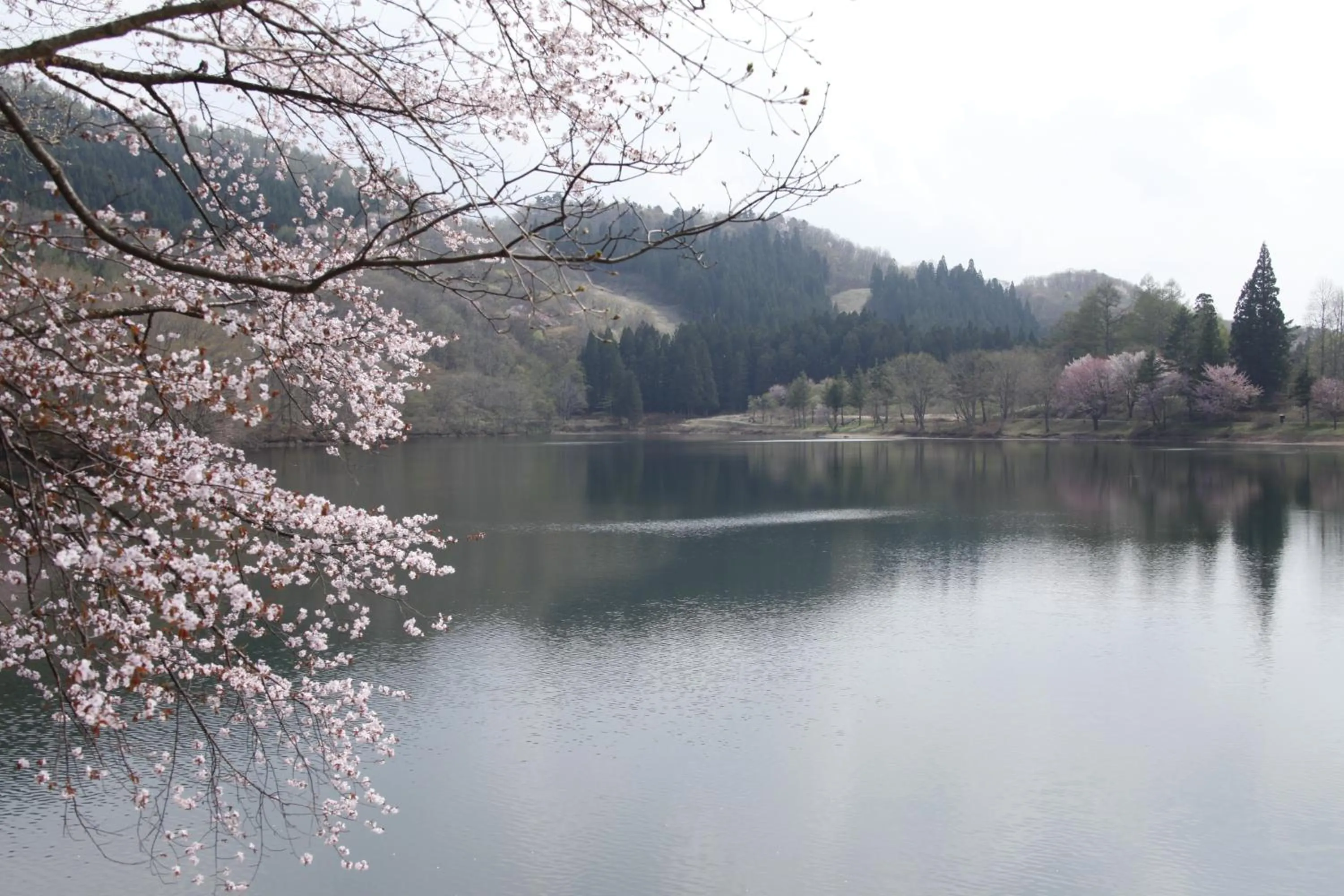 Spring in Matsukaneya Annex