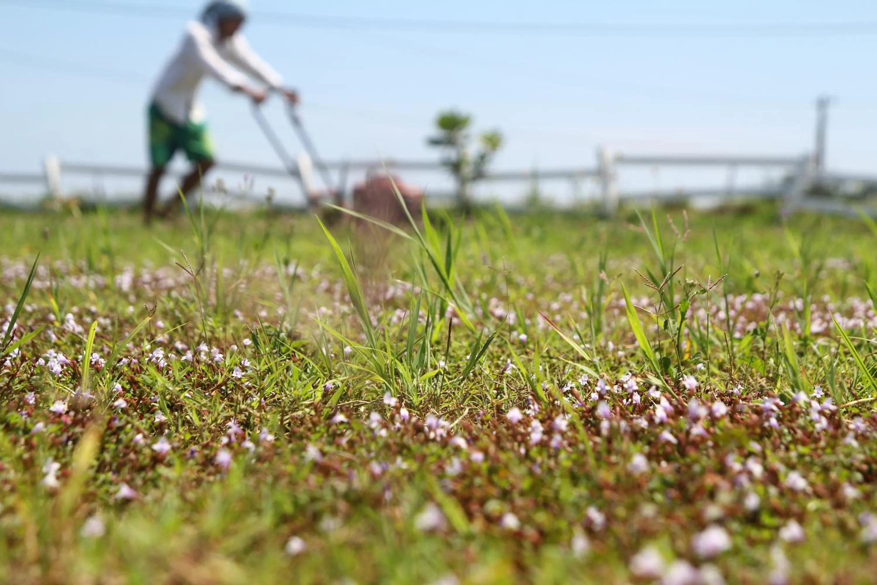 Garden in West Old House