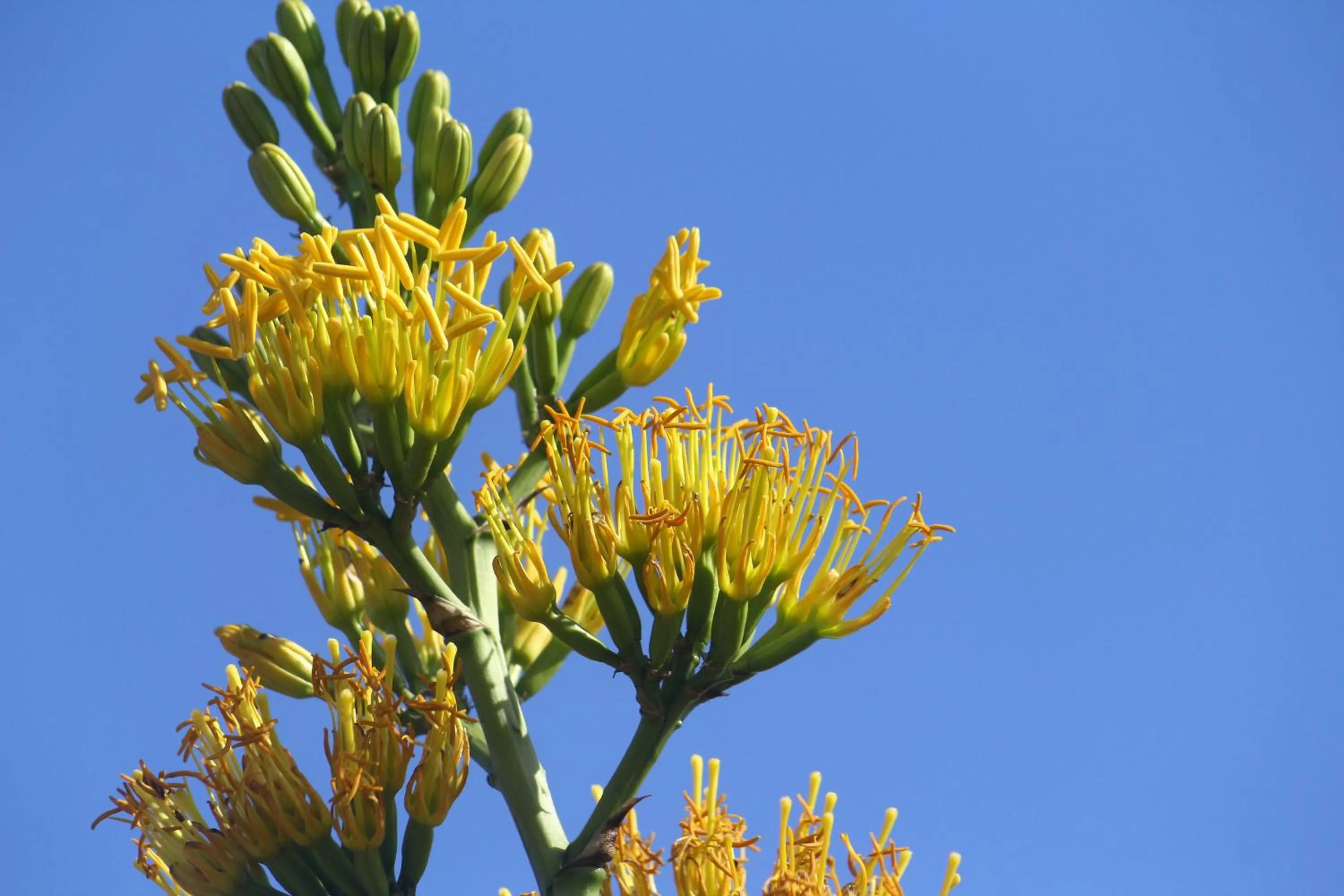Garden in West Old House