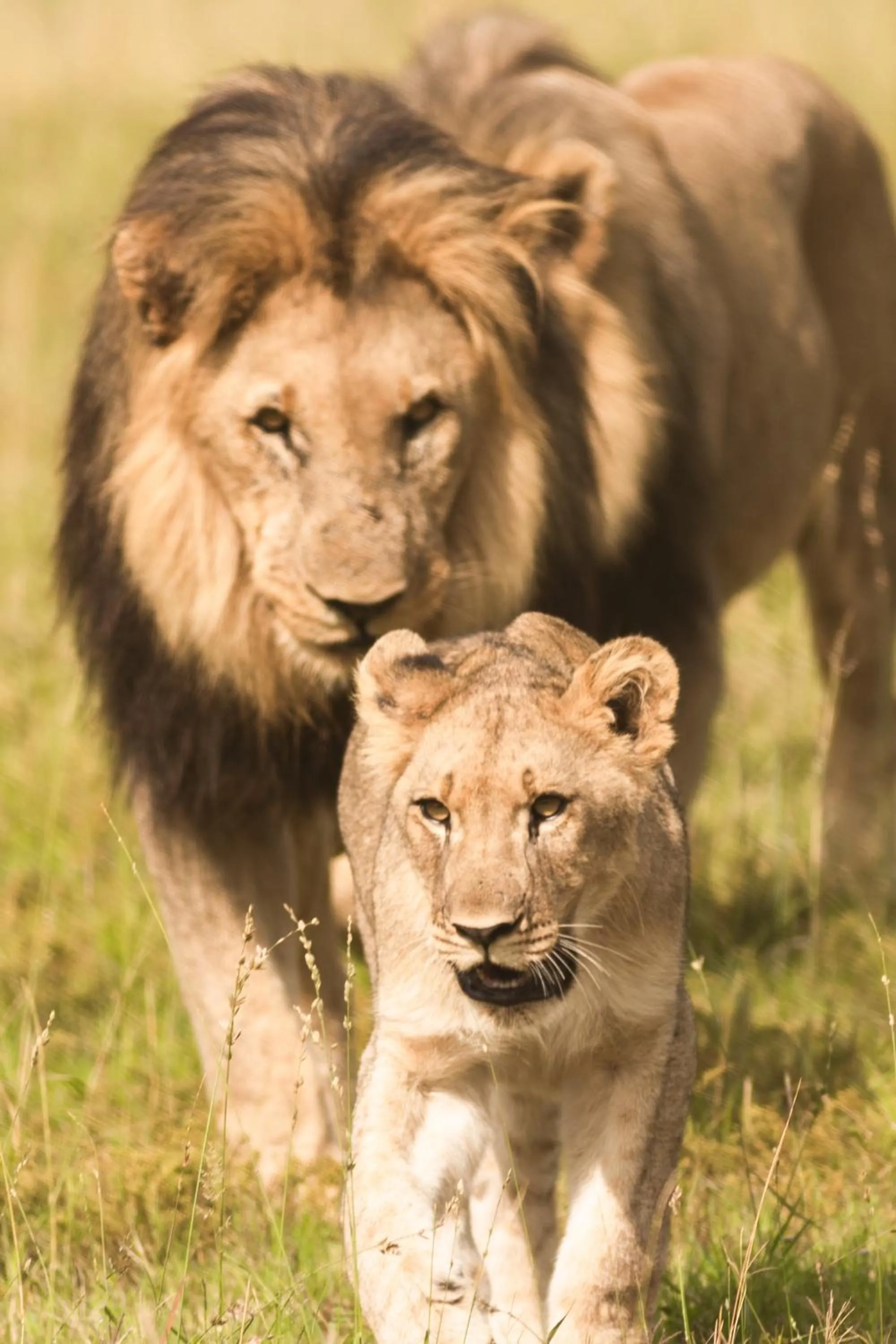 Animals in Black Rhino Game Lodge