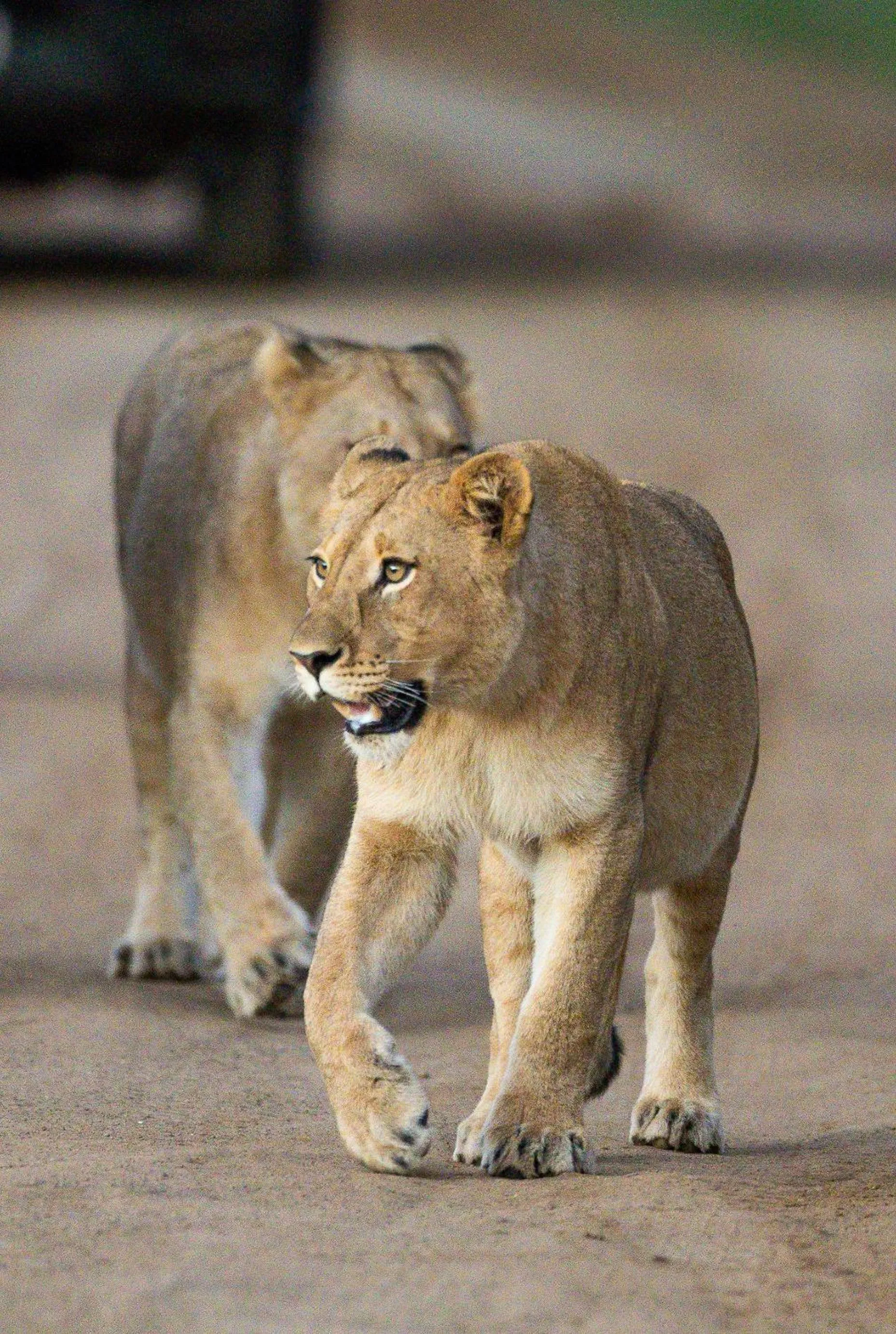 Animals in Black Rhino Game Lodge