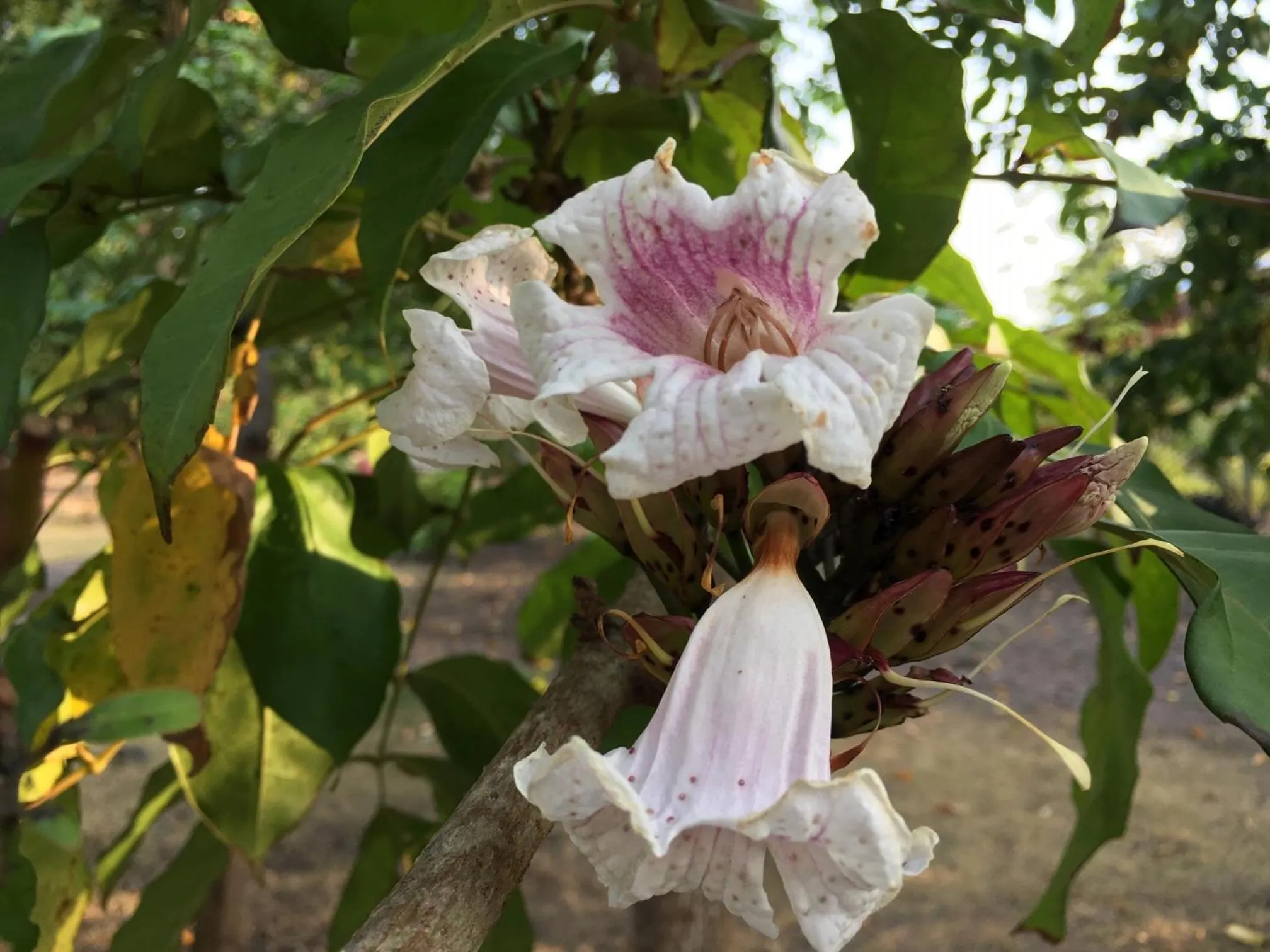 Property building in Mucumbli