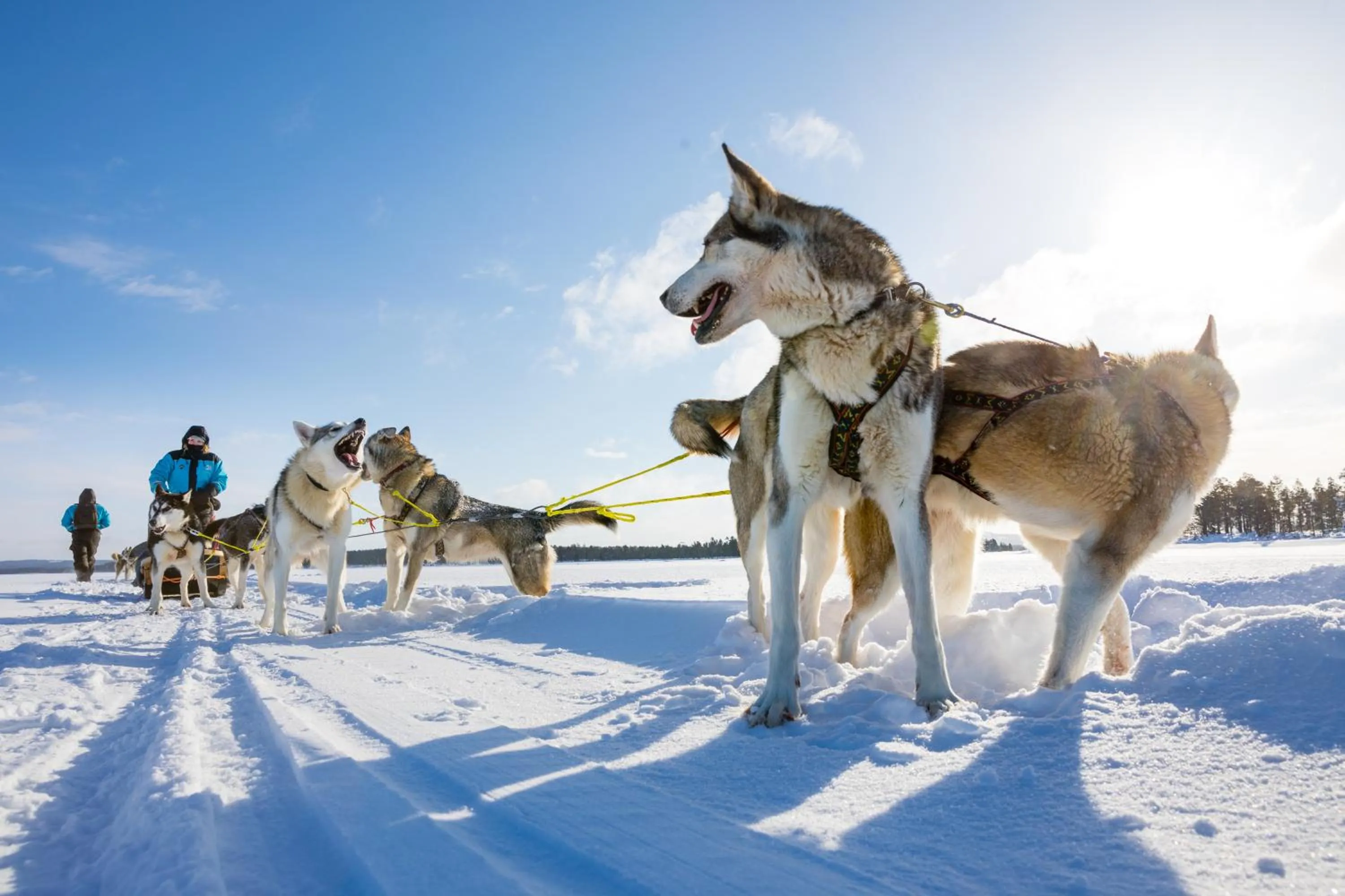 Activities in Wilderness Hotel Muotka & Igloos