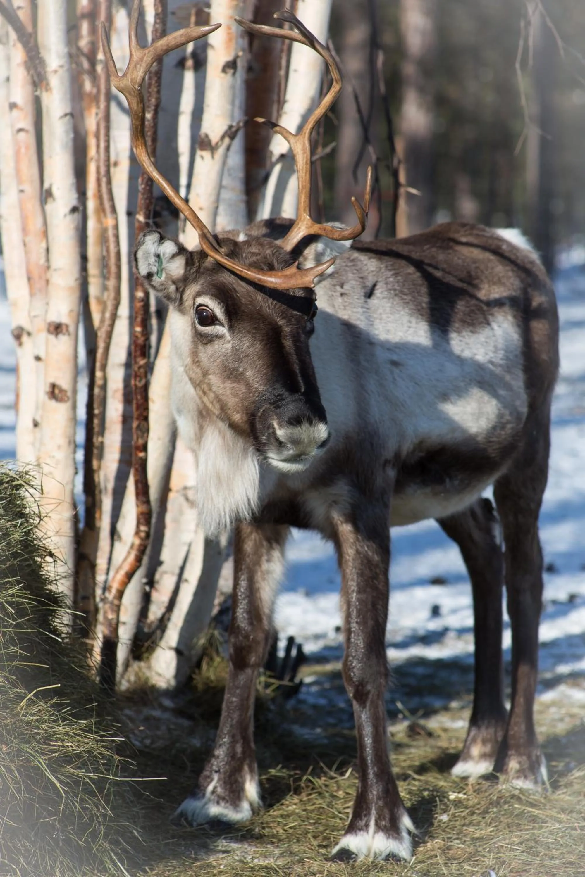 Winter in Wilderness Hotel Muotka & Igloos