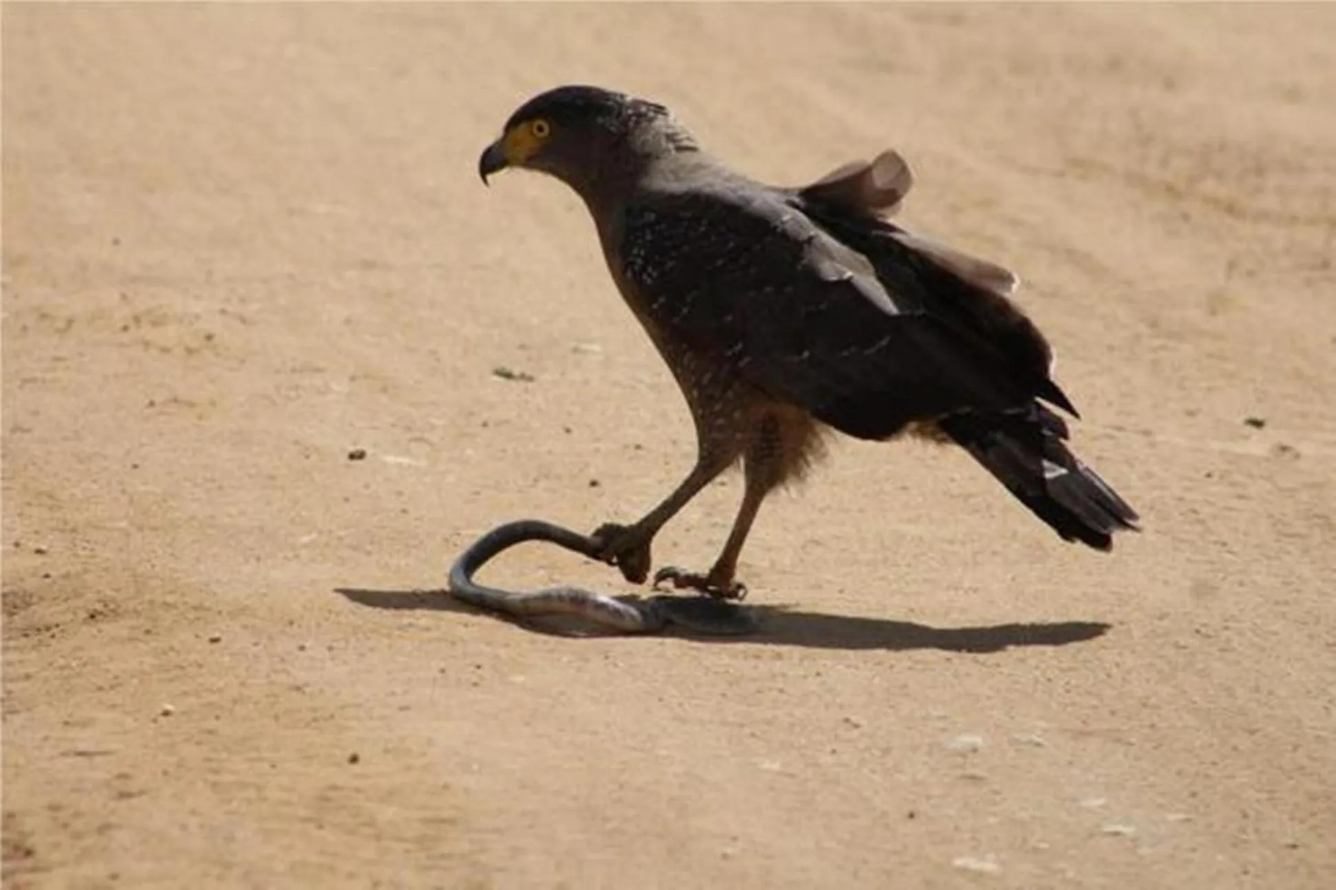 Activities in Green heaven safari resort Udawalawa