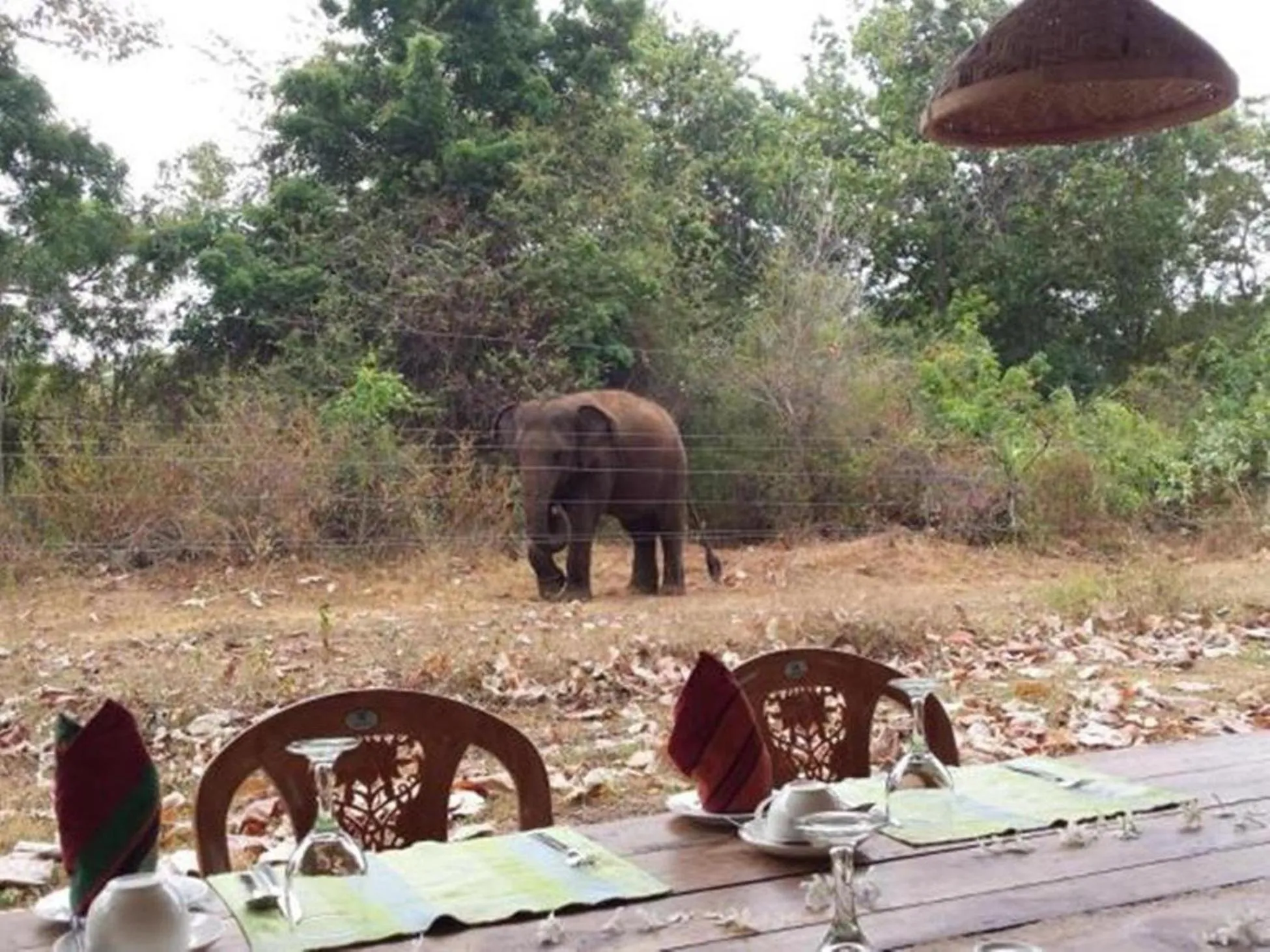 Breakfast in Green heaven safari resort Udawalawa