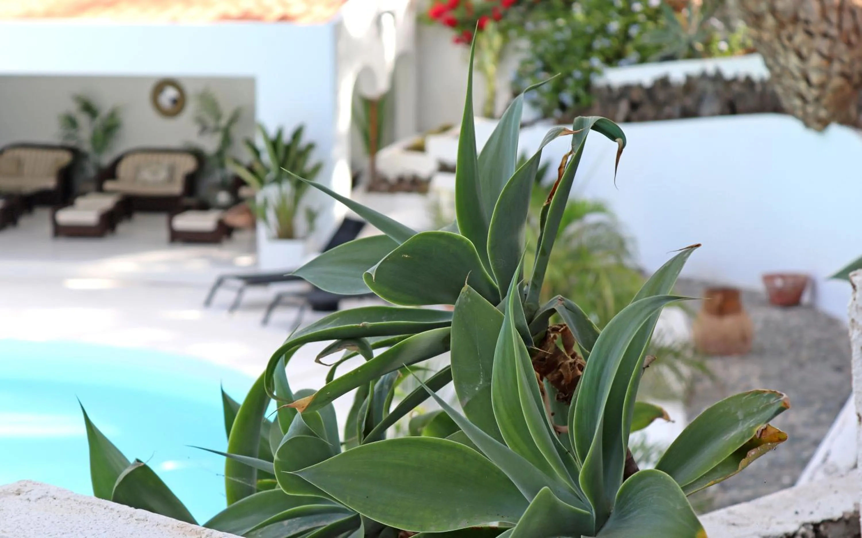 Garden in Cortijo San Ignacio