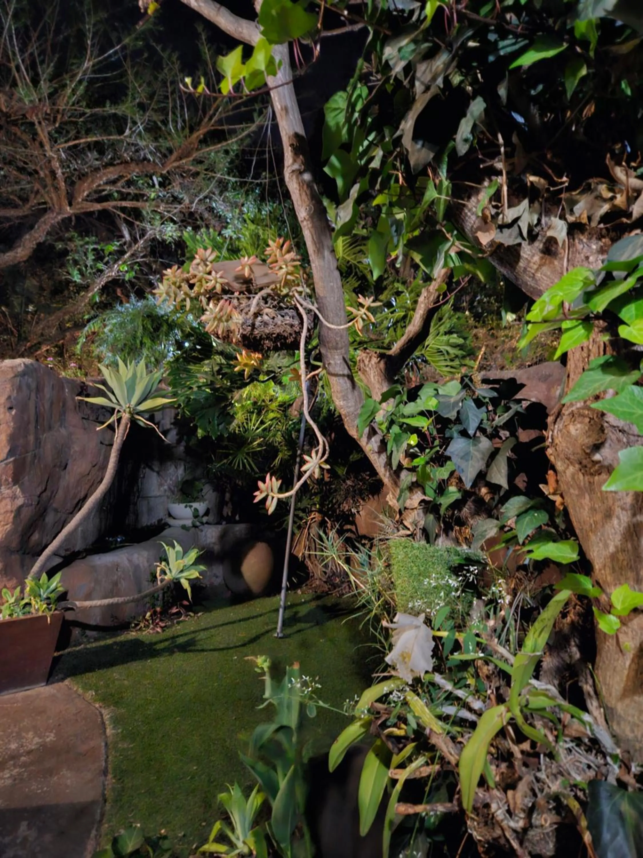 Garden in 61 On Ireland Guest House and Conferencing