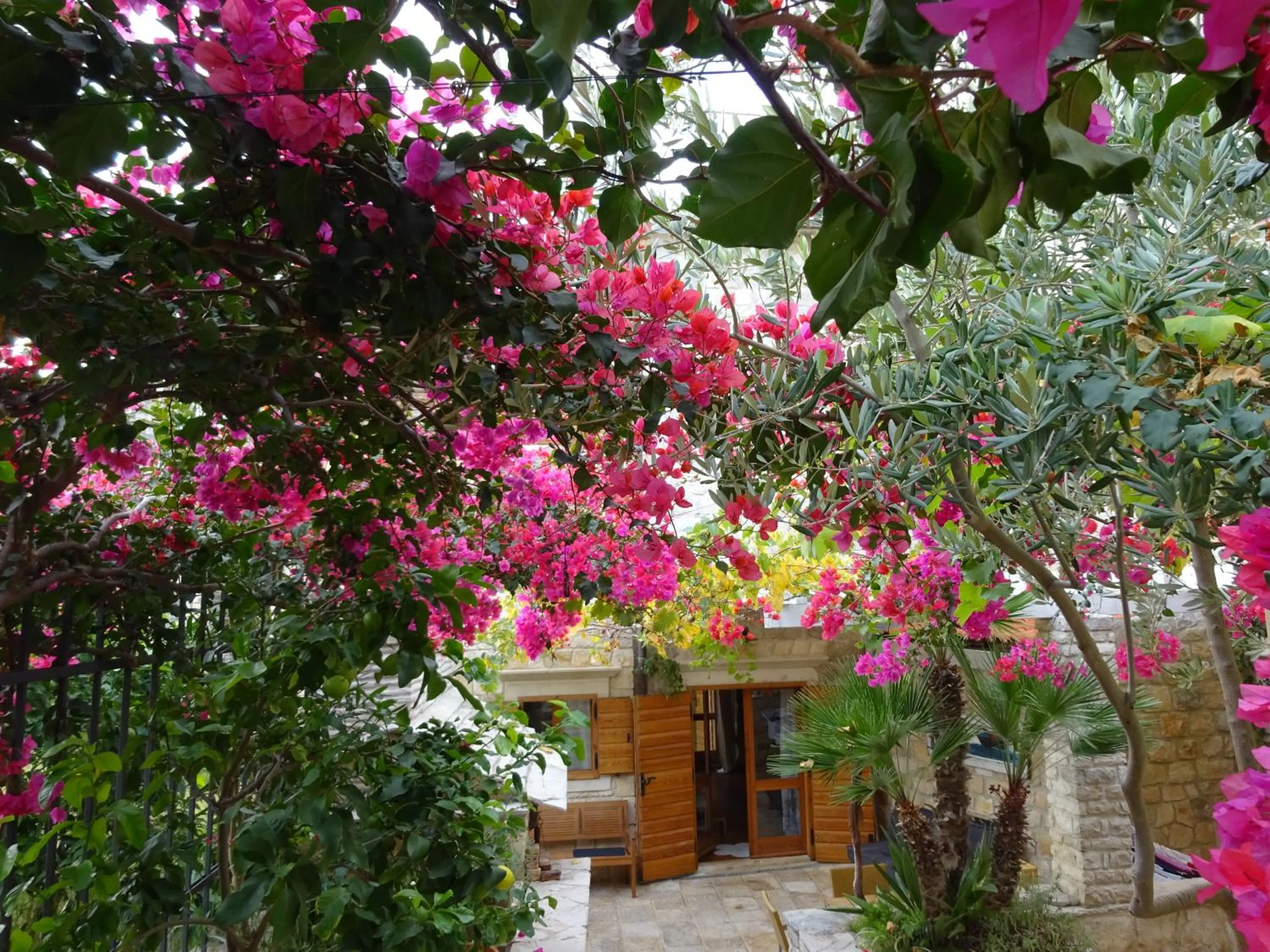 Garden in Villa Alma Komiza Island Vis