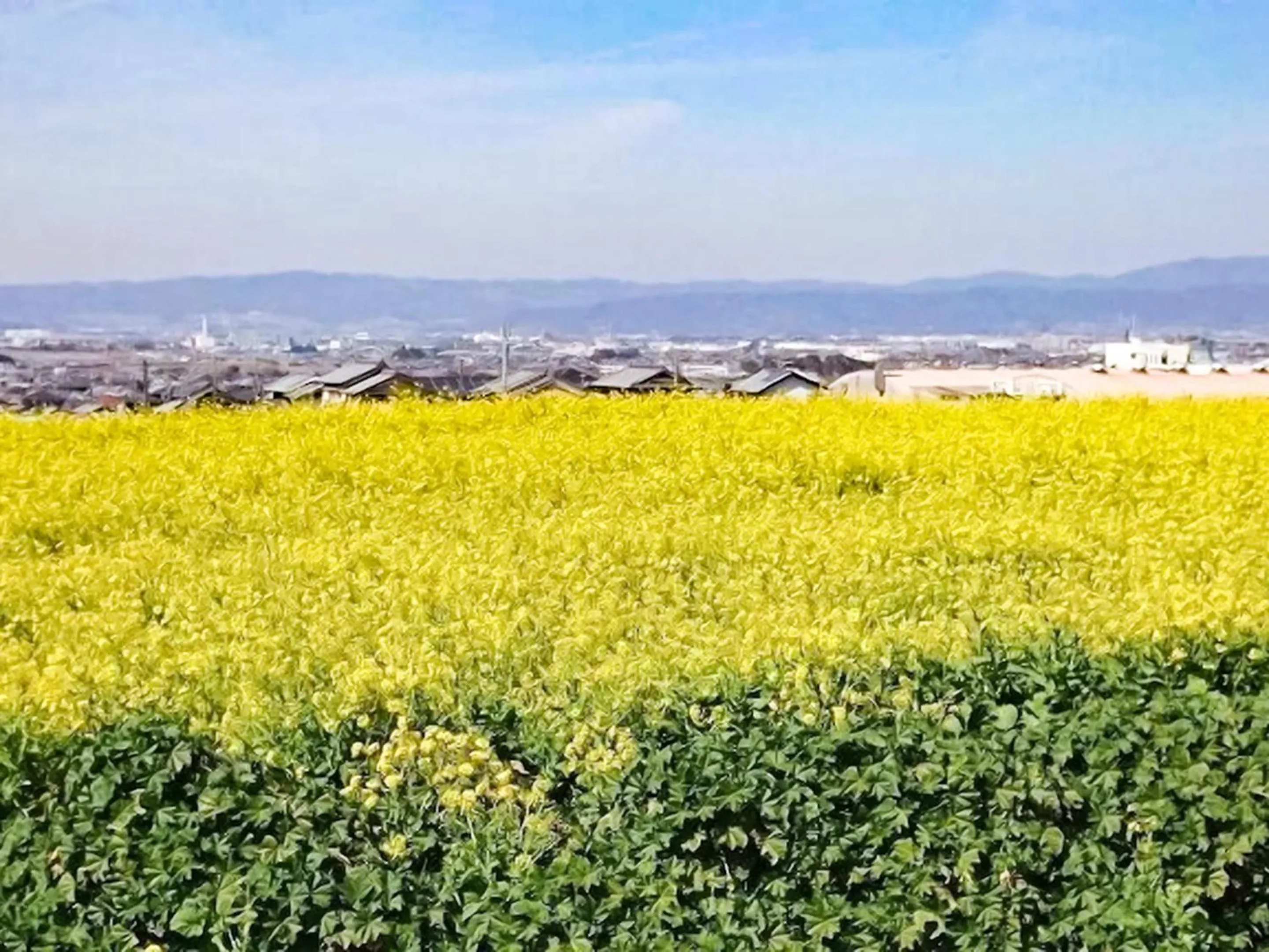 Natural landscape in Nara Guesthouse 3F